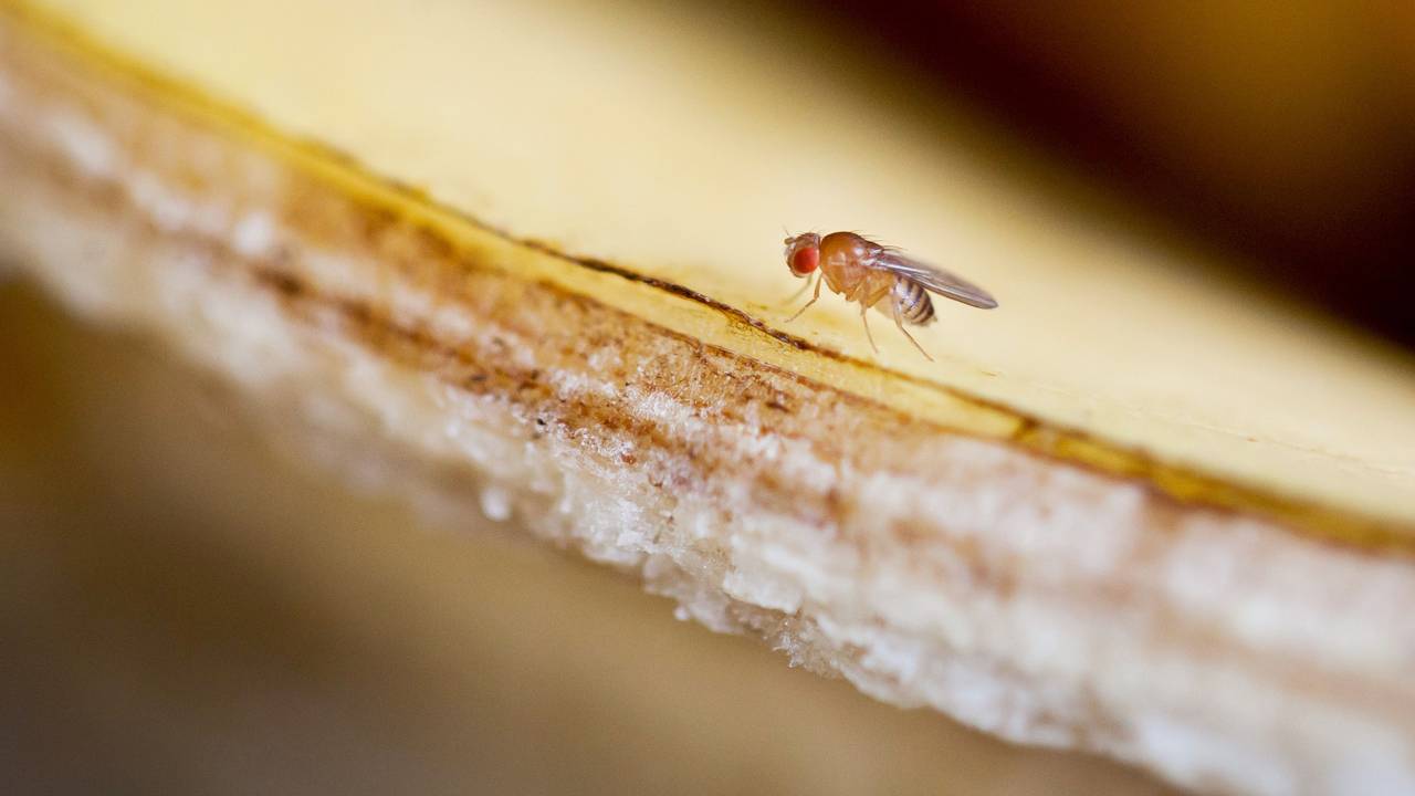 Fruchtfliegen umschwirren im Sommer gerne den Obstkorb. Dabei nerven sie nicht nur, mitunter hinterlassen sie Kotpartikel – und das kann gesundheitsschädlich sein für den Menschen.