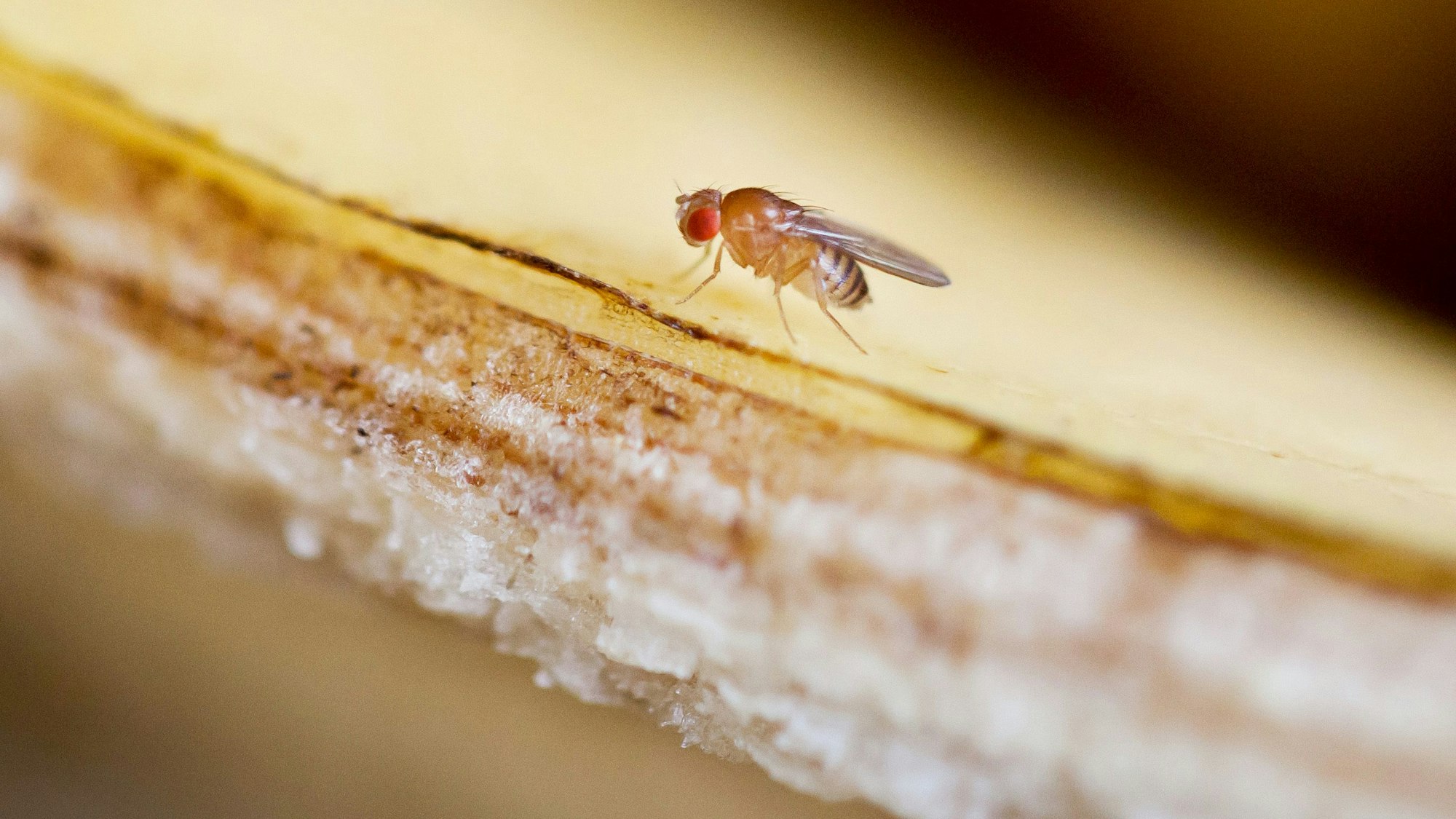 Fruchtfliegen umschwirren im Sommer gerne den Obstkorb. Dabei nerven sie nicht nur, mitunter hinterlassen sie Kotpartikel – und das kann gesundheitsschädlich sein für den Menschen.
