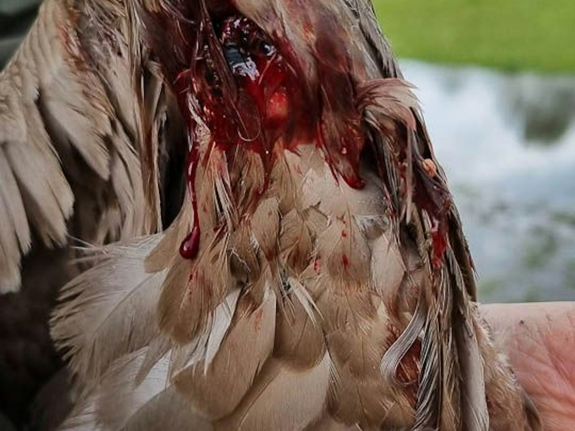 Eine Gans blutet unterhalb des Flügels.