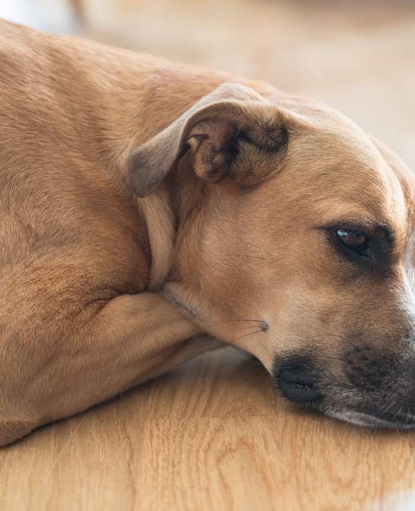 Ein Hund liegt auf dem Boden.