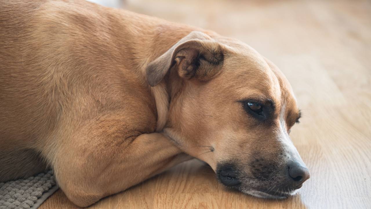 Ein Hund liegt auf dem Boden.