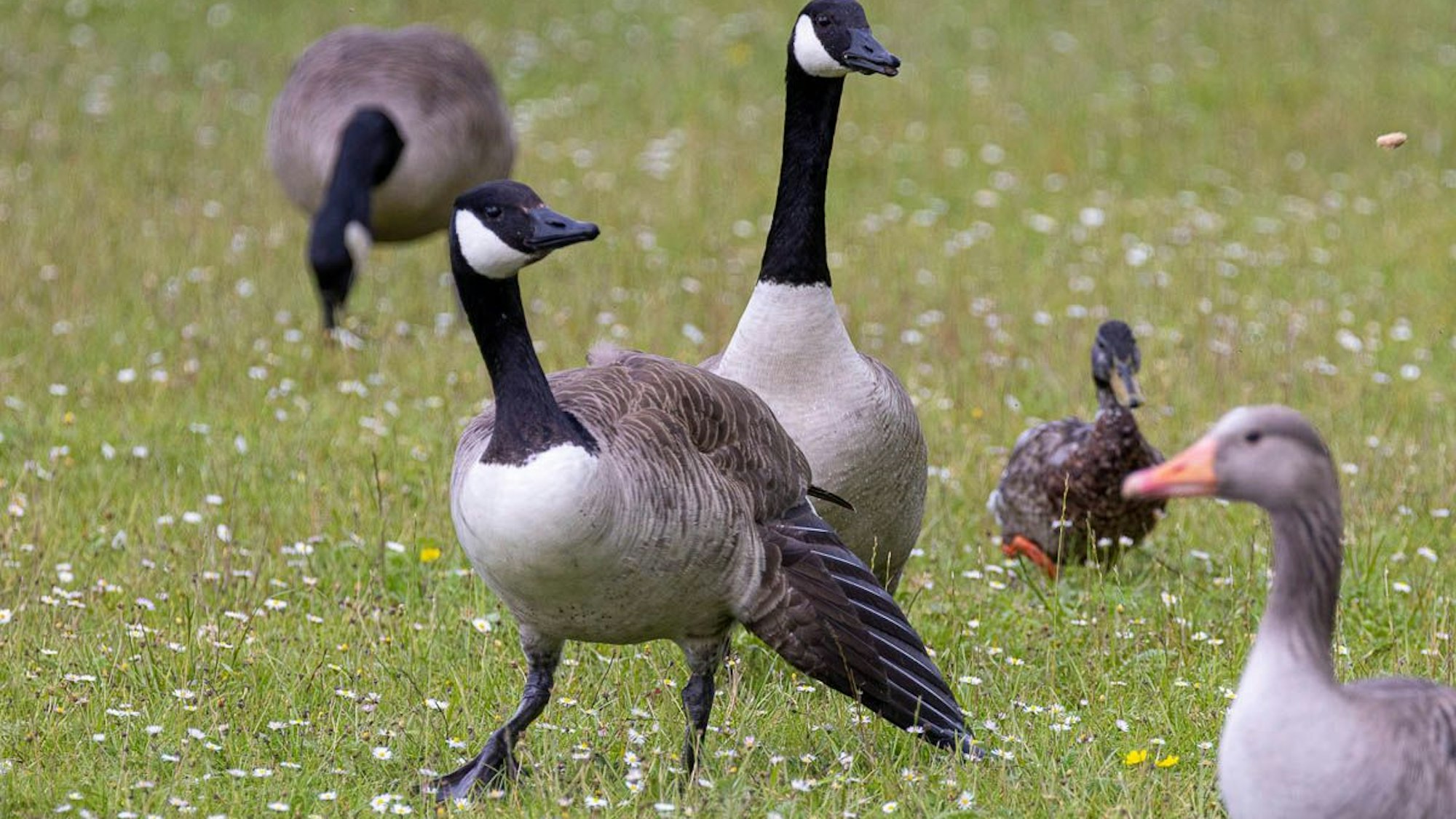 Auf einer Wiese sind mehrere Gänse und eine Ente.