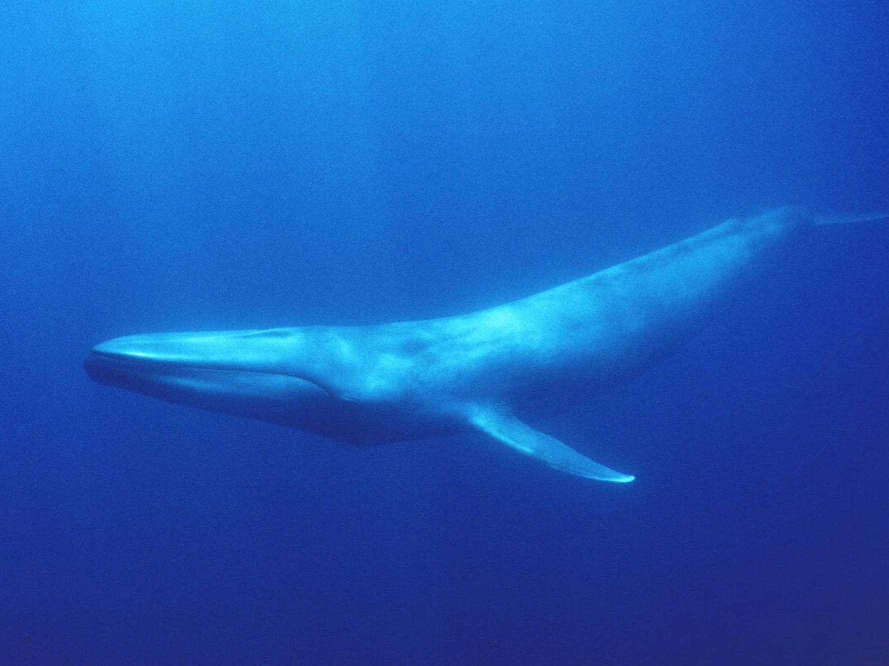Blauwale sind die größten Lebewesen der Erde (hier vor der Südküste Kaliforniens).