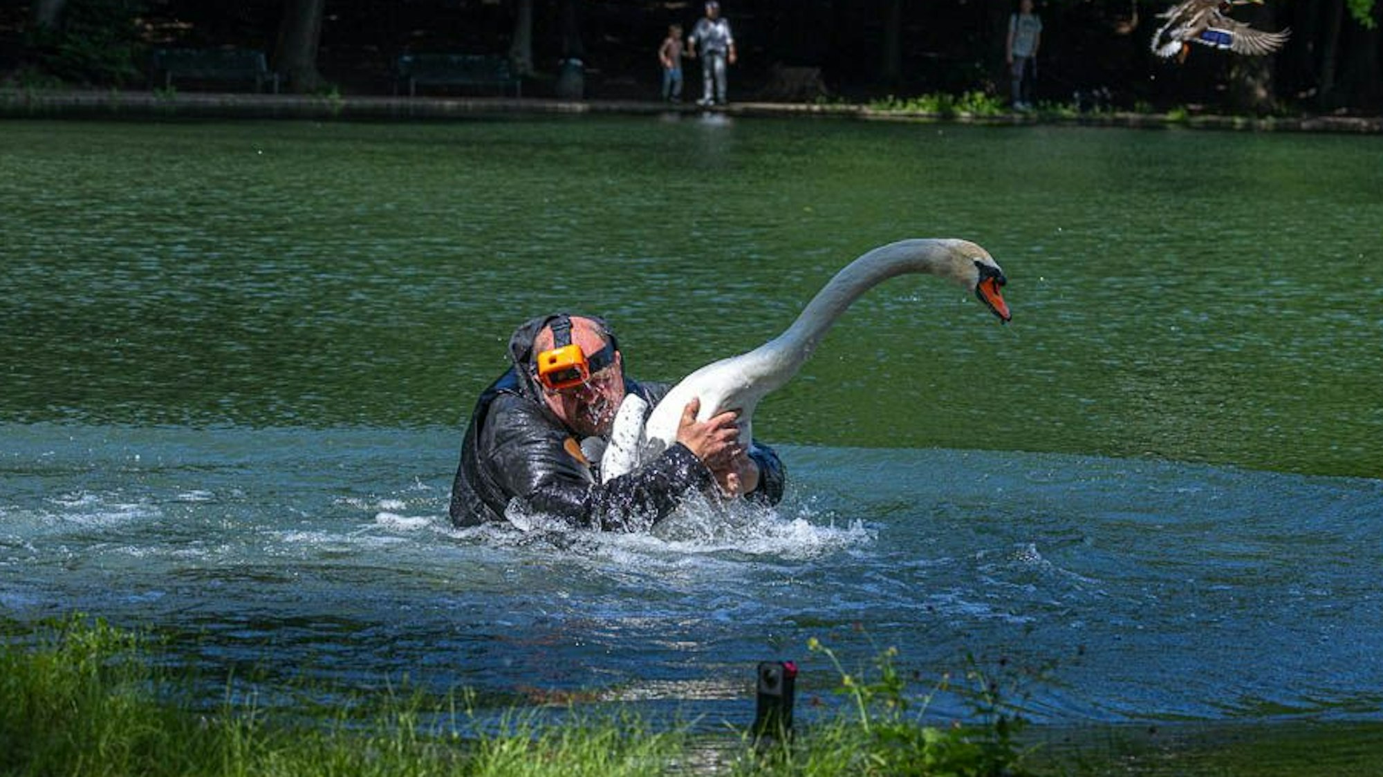 Ein Mann hat in einem Weiher einen Schwan gepackt.