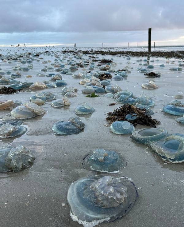 Hunderte blaue, tote Wurzelmundquallen liegen am Weststrand der ostfriesischen Insel Norderney, hier im November 2023.