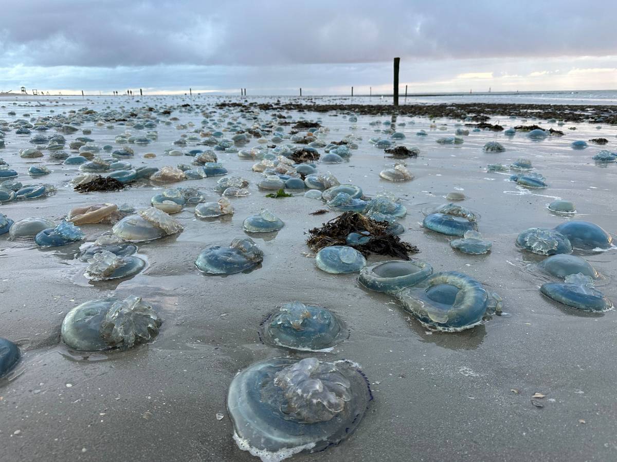 Hunderte blaue, tote Wurzelmundquallen liegen am Weststrand der ostfriesischen Insel Norderney, hier im November 2023.