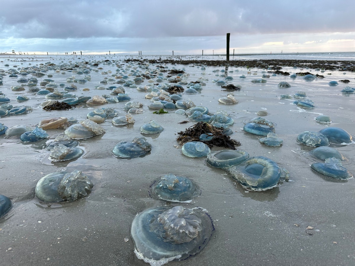 Hunderte blaue, tote Wurzelmundquallen liegen am Weststrand der ostfriesischen Insel Norderney, hier im November 2023.