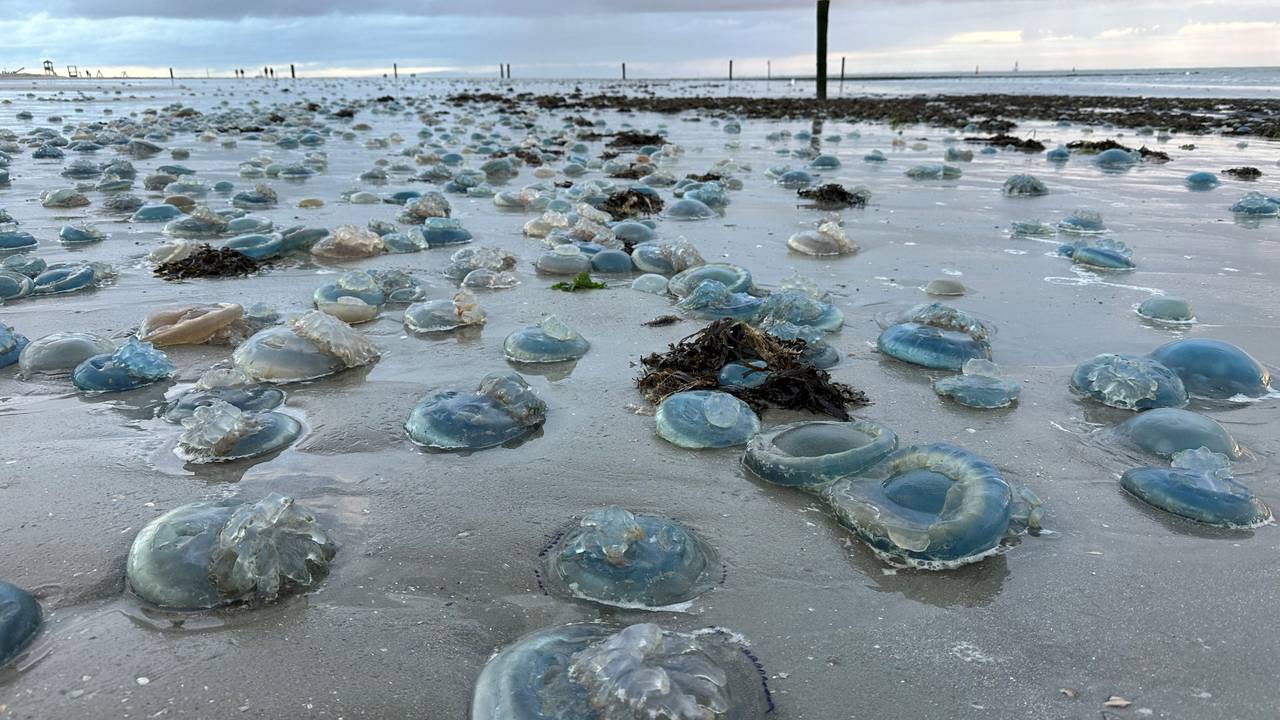 Hunderte blaue, tote Wurzelmundquallen liegen am Weststrand der ostfriesischen Insel Norderney, hier im November 2023.