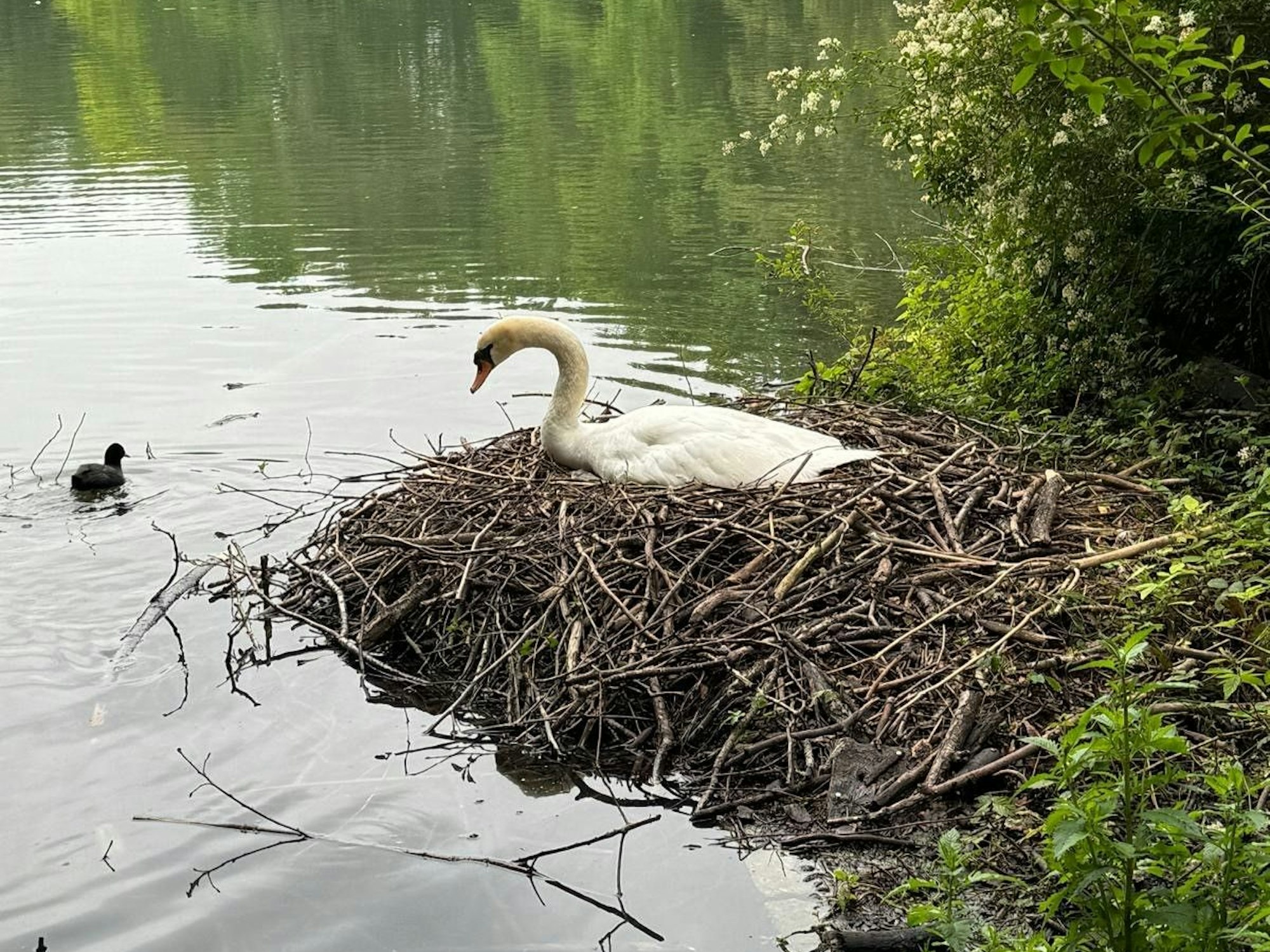 Ein Schwan sitzt auf seinem Nest am Ufer eines Gewässers.