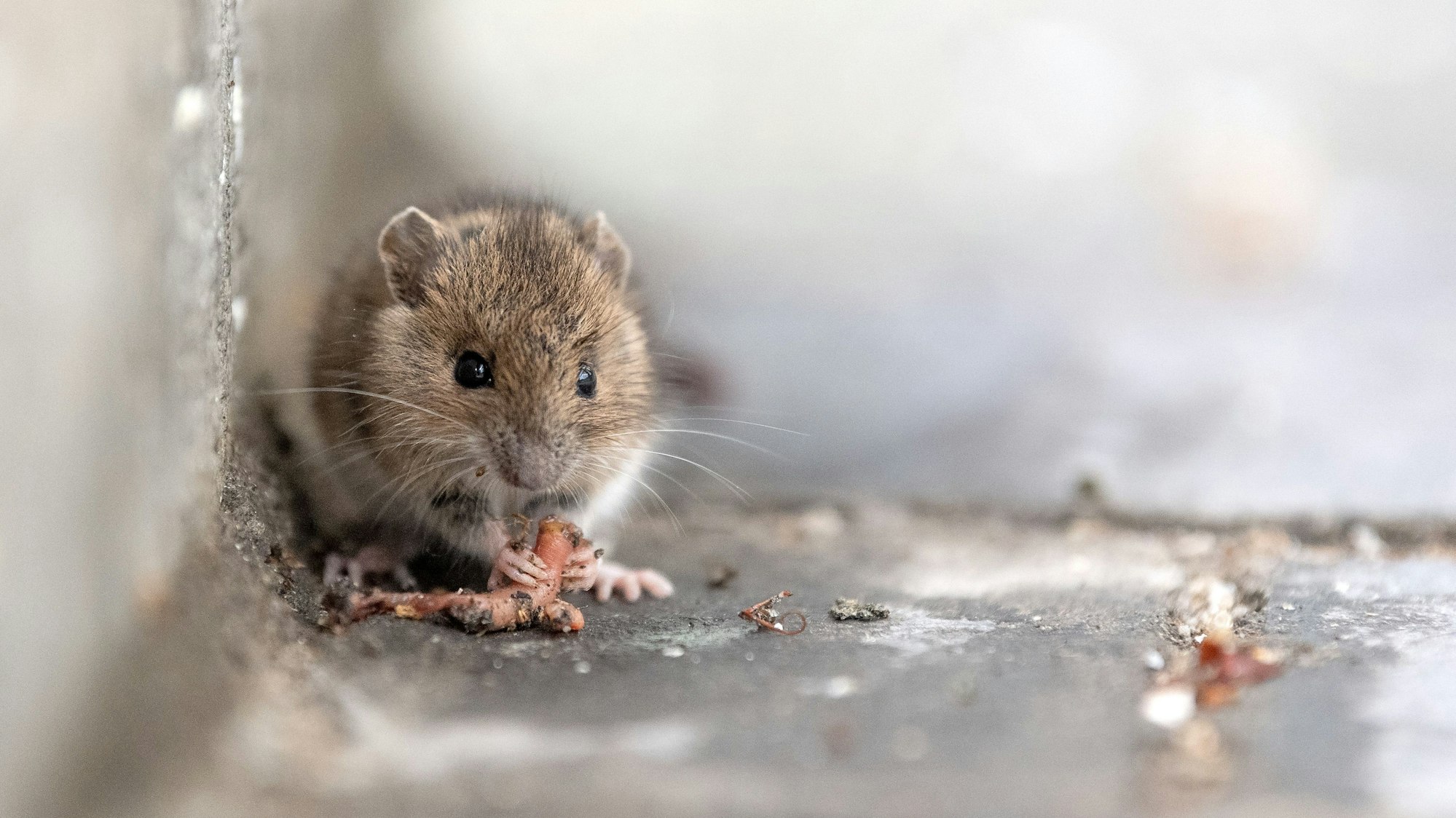 Eine Maus sitzt in einem Hauseingang und frisst einen Wurm.