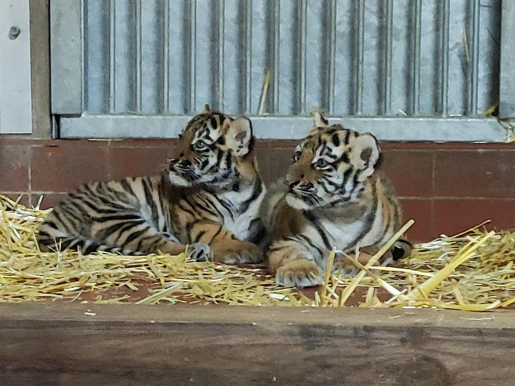 Zwei junge Tiger liegen auf einem Strohbett und schauen aufmerksam in eine Richtung.