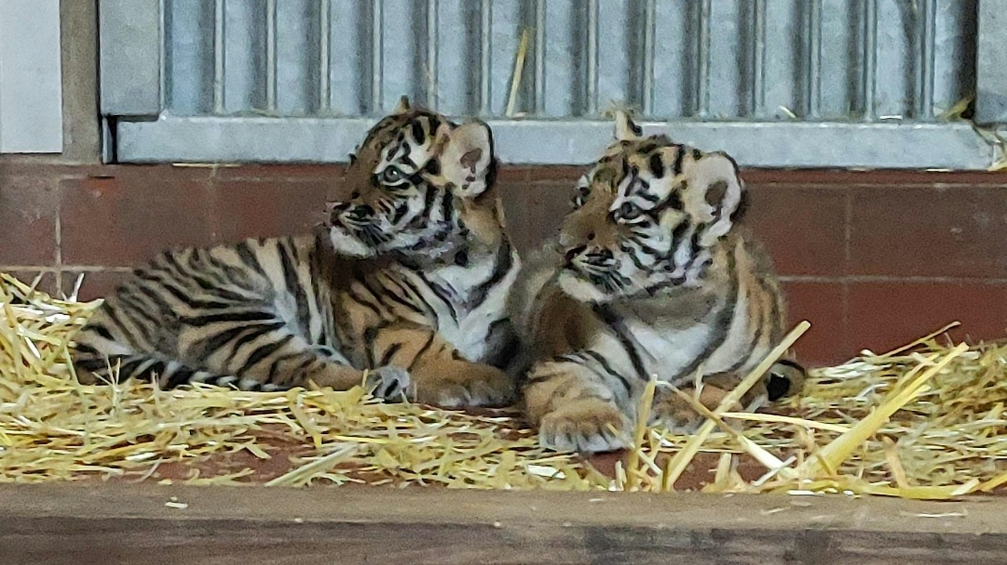 Zwei junge Tiger liegen auf einem Strohbett und schauen aufmerksam in eine Richtung.