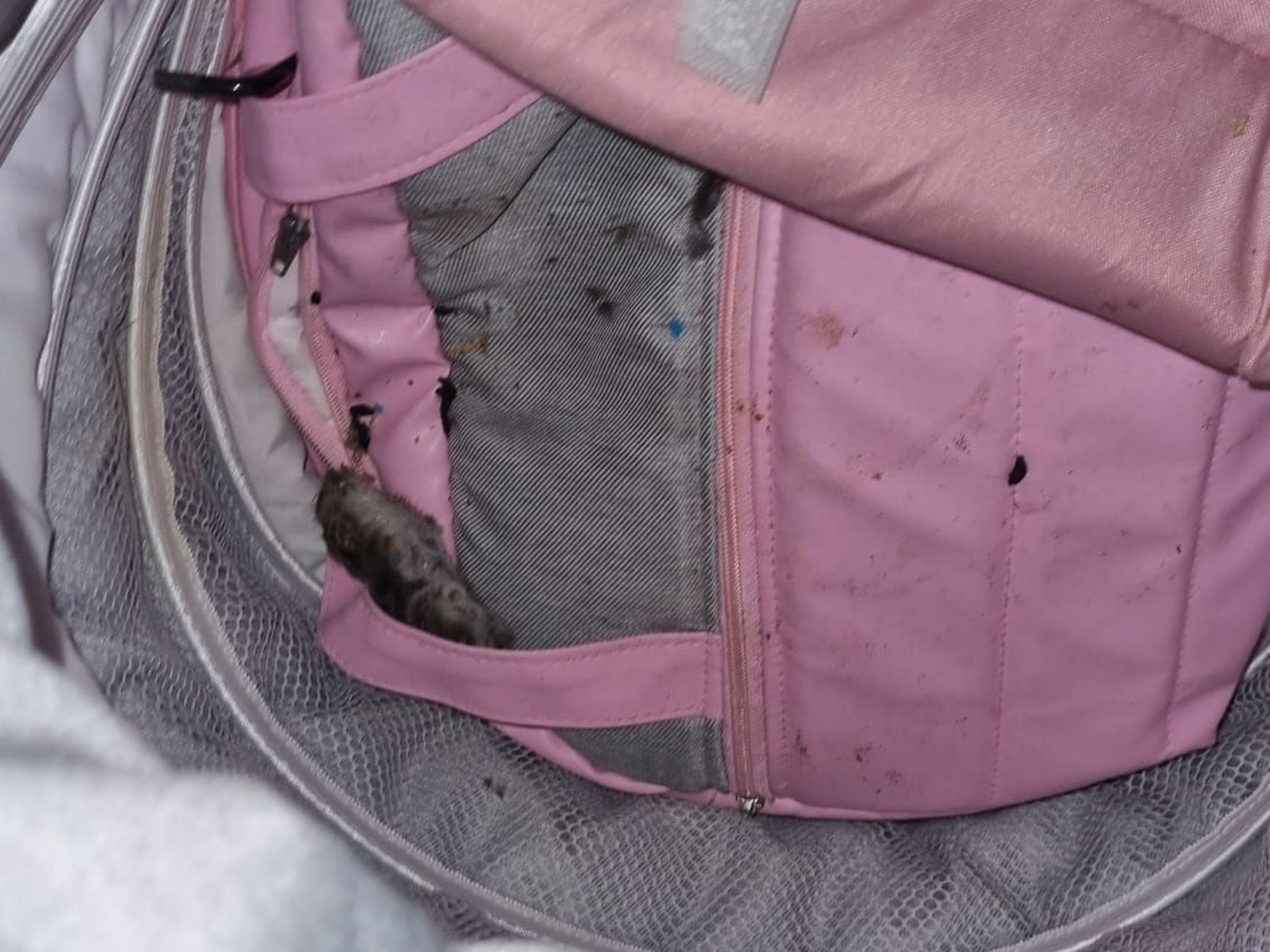 Eine tote Ratte liegt in einem rosa farbigen Kinderwagen.