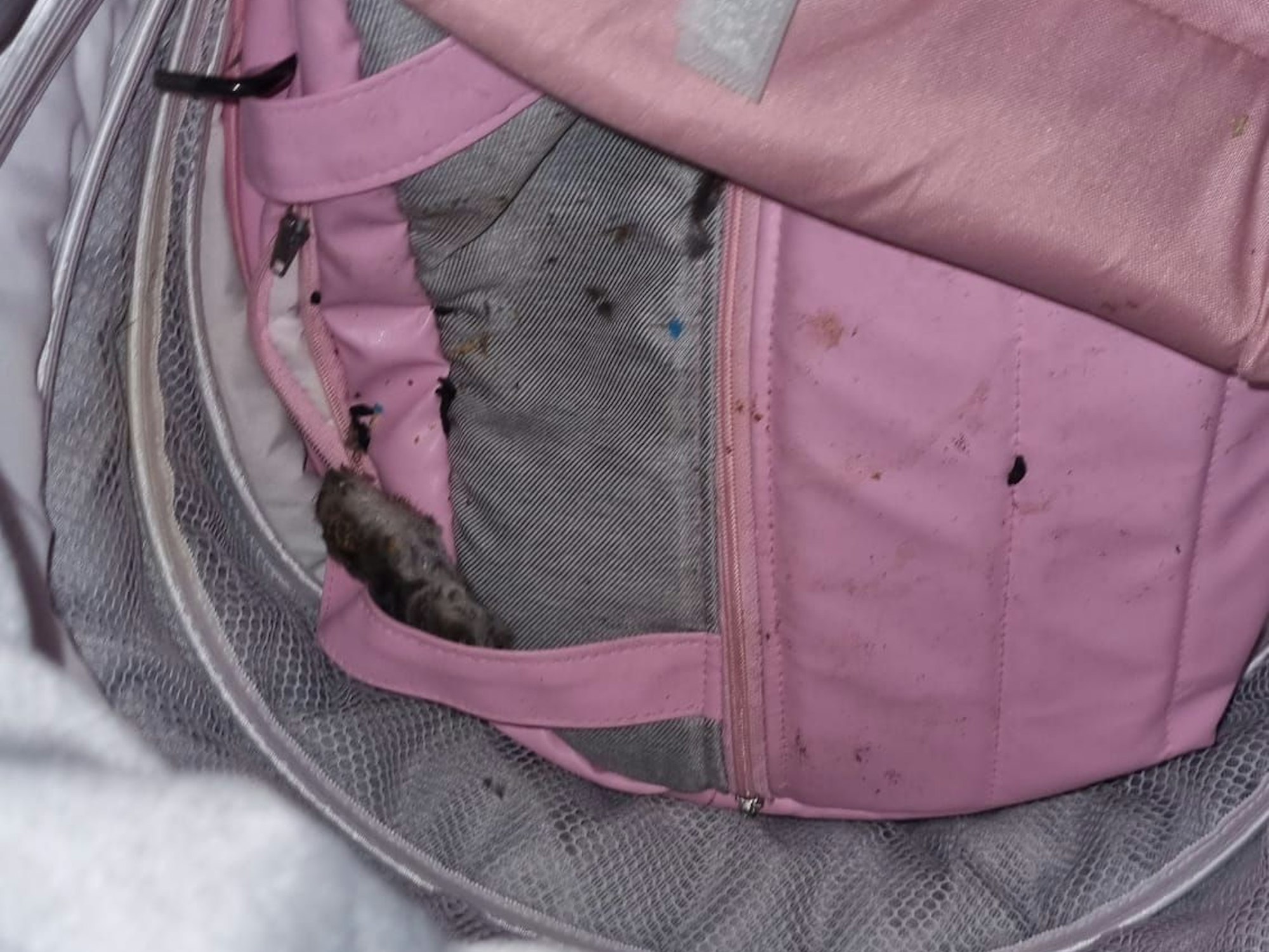 Eine tote Ratte liegt in einem rosa farbigen Kinderwagen.