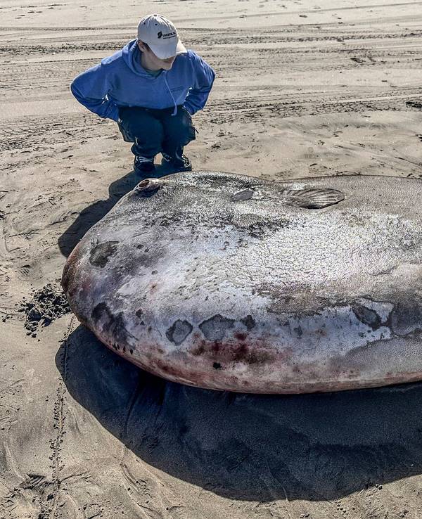 Ein riesiger Mondfisch sorgte an der Nordküste von Oregon für Aufsehen.