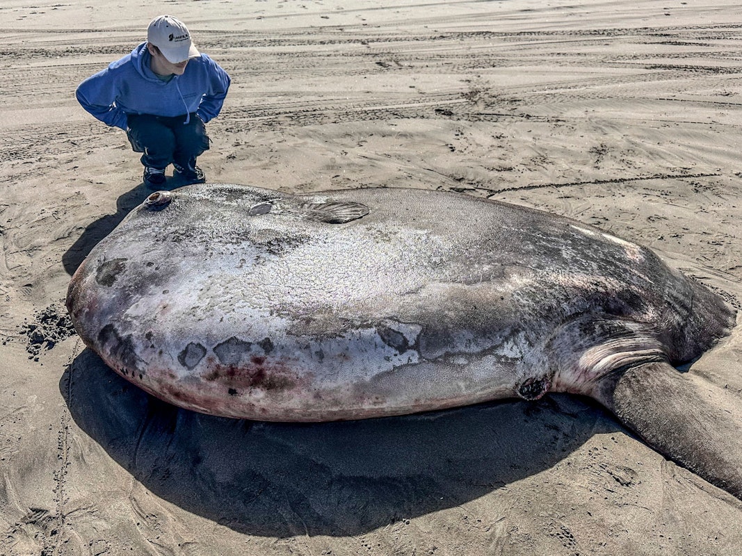 Ein riesiger Mondfisch sorgte an der Nordküste von Oregon für Aufsehen.