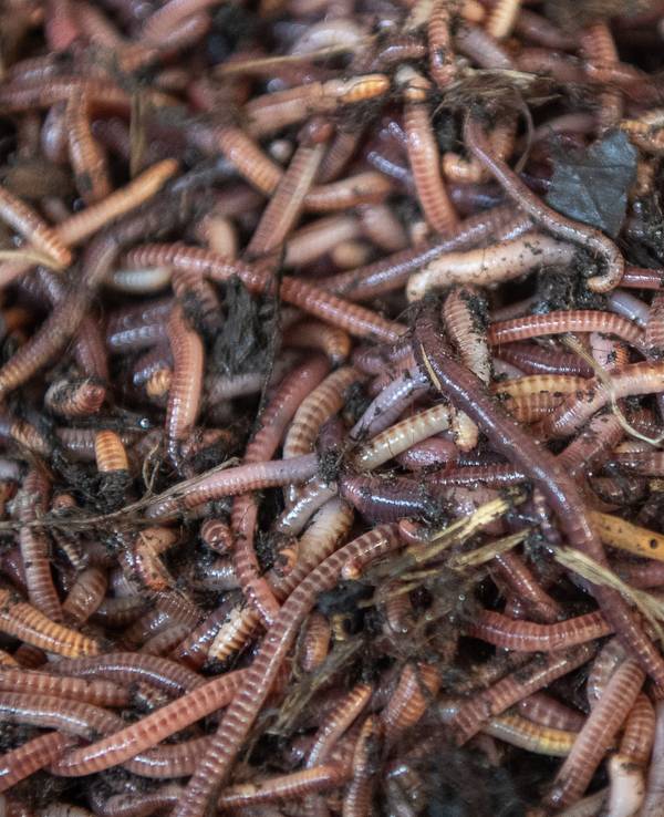 Eine Vielzahl von Regenwürmern in einer Züchtungswanne des Anbieters „Beastworm“