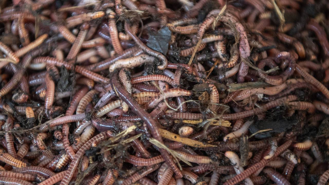 Eine Vielzahl von Regenwürmern in einer Züchtungswanne des Anbieters „Beastworm“