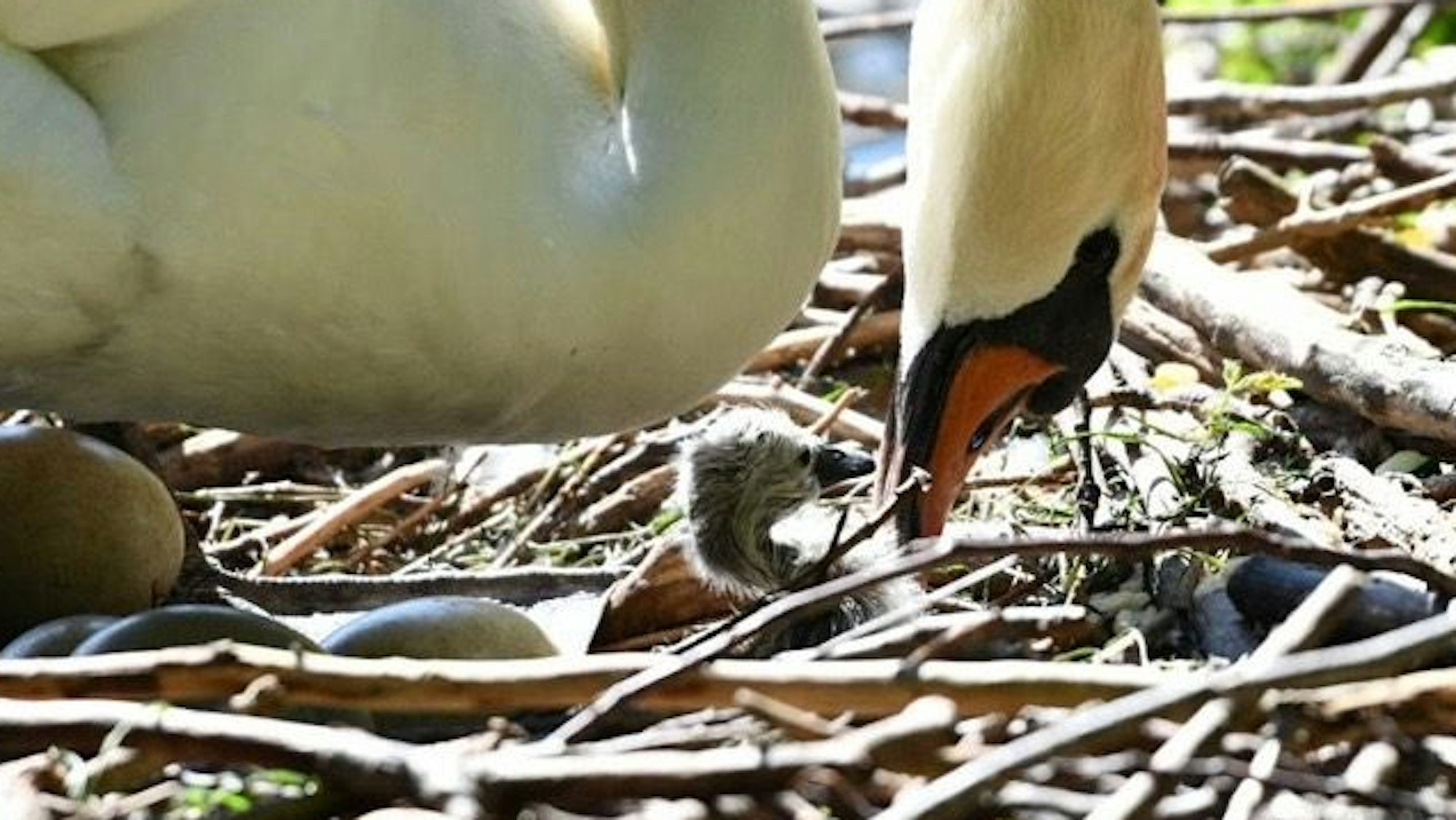 Ein Schwan sitzt im Nest auf seinen Eiern, eine Schale ist bereits aufgesprungen.