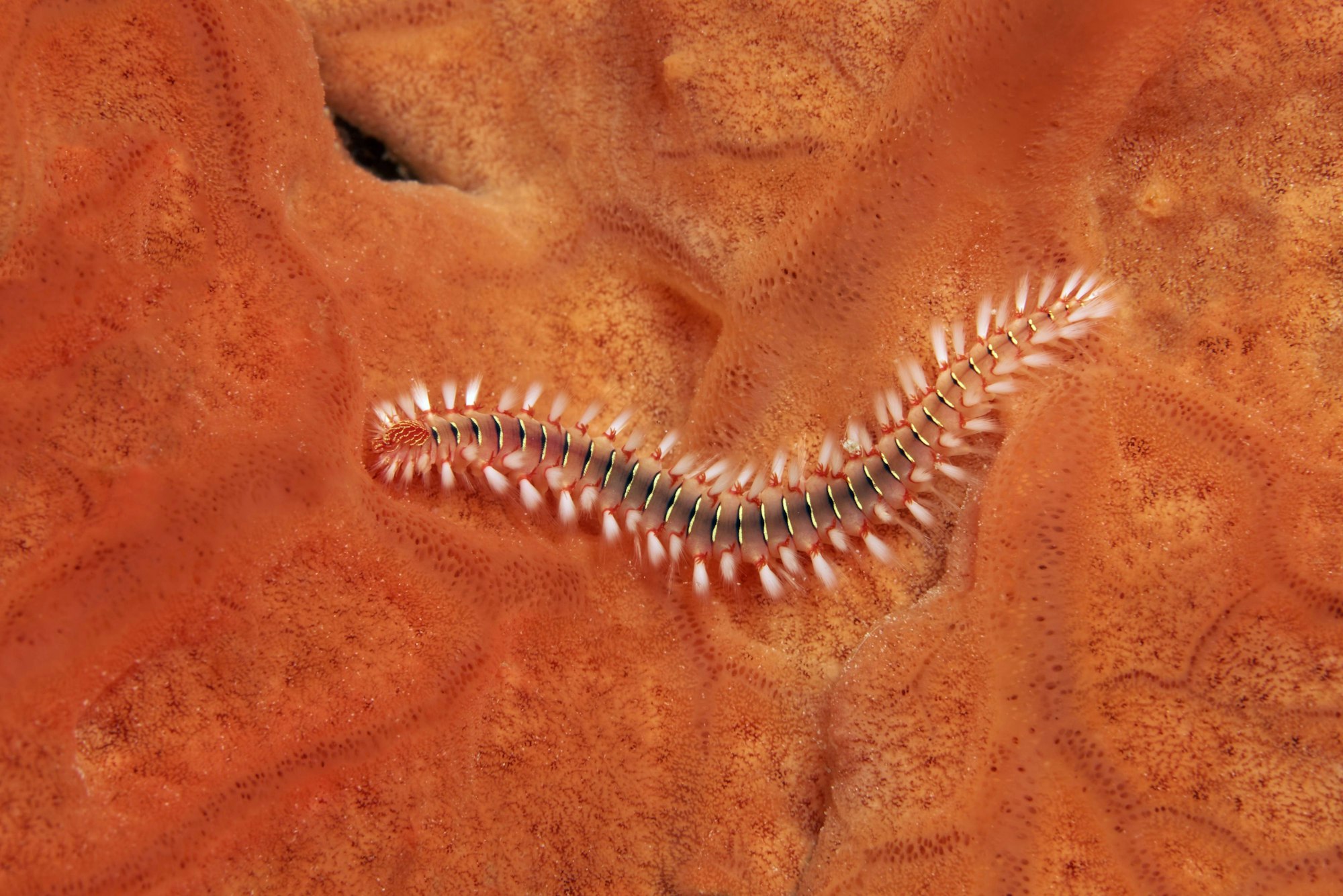 Bart-Feuerborstenwurm oder Feuerwurm (Hermodice caruncalata) auf Orangem Strahlenschwamm (Spirastrella cunctratrix)