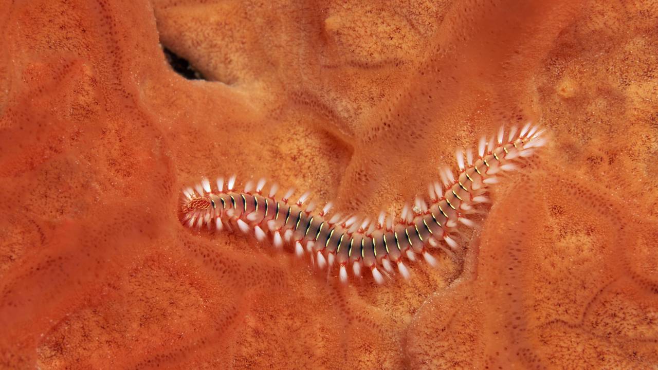 Bart-Feuerborstenwurm oder Feuerwurm (Hermodice caruncalata) auf Orangem Strahlenschwamm (Spirastrella cunctratrix)