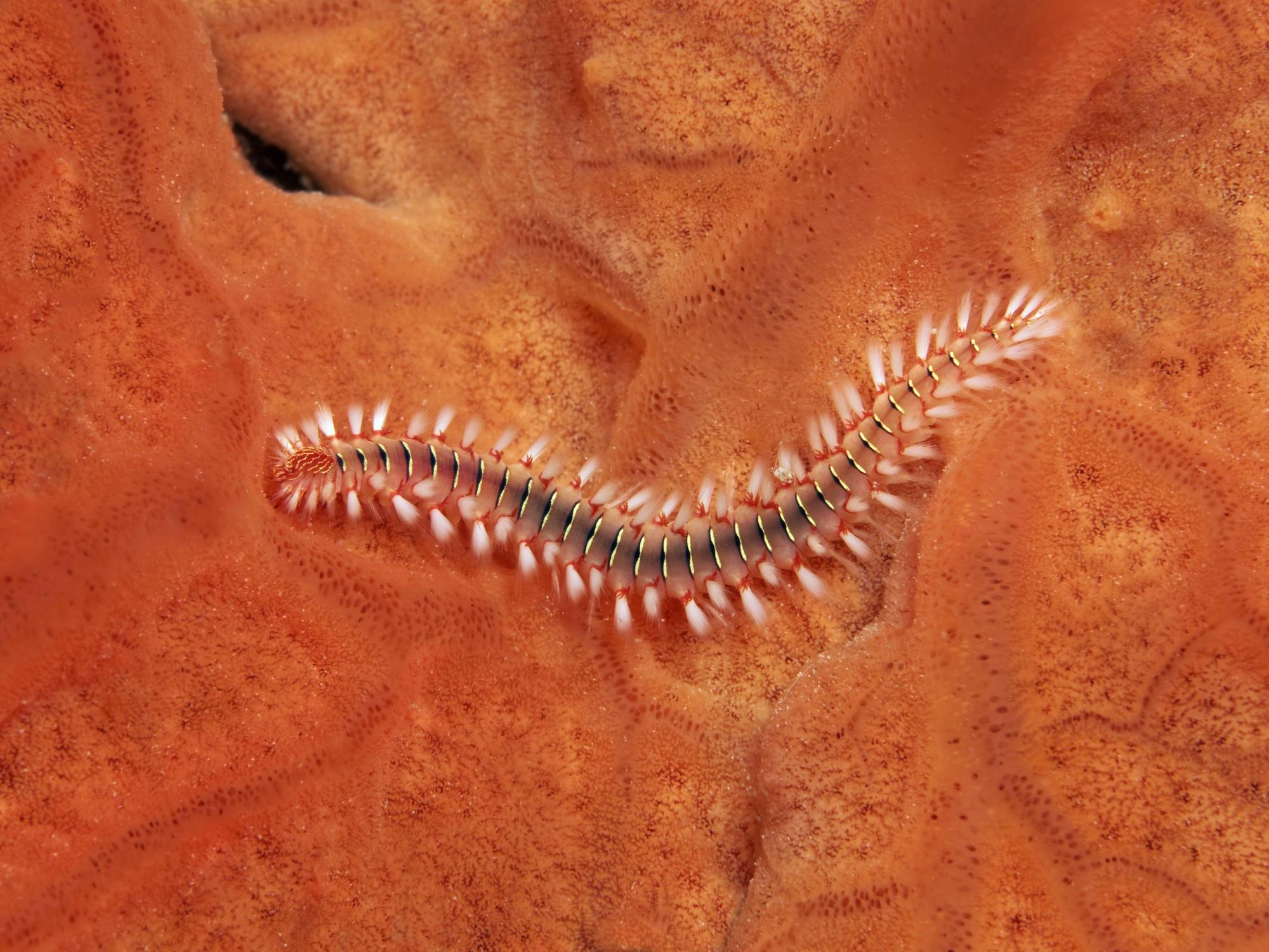 Bart-Feuerborstenwurm oder Feuerwurm (Hermodice caruncalata) auf Orangem Strahlenschwamm (Spirastrella cunctratrix)