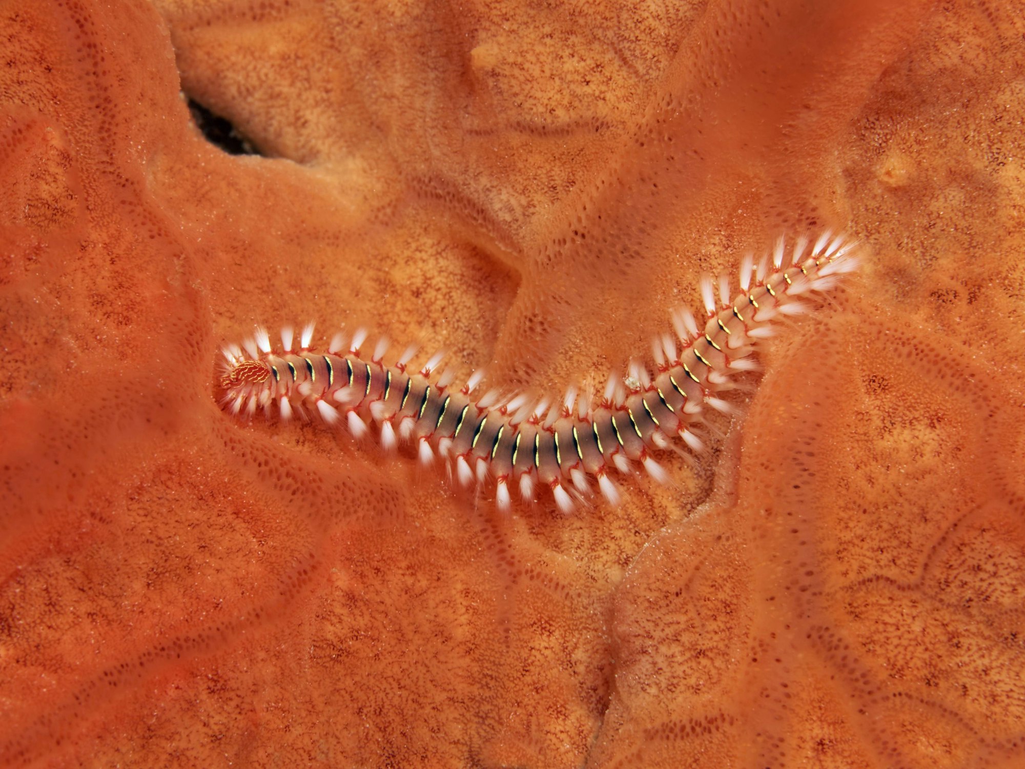 Bart-Feuerborstenwurm oder Feuerwurm (Hermodice caruncalata) auf Orangem Strahlenschwamm (Spirastrella cunctratrix)