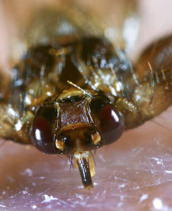 Die Hirschlausfliege während des Festbeißens in die menschliche Haut.