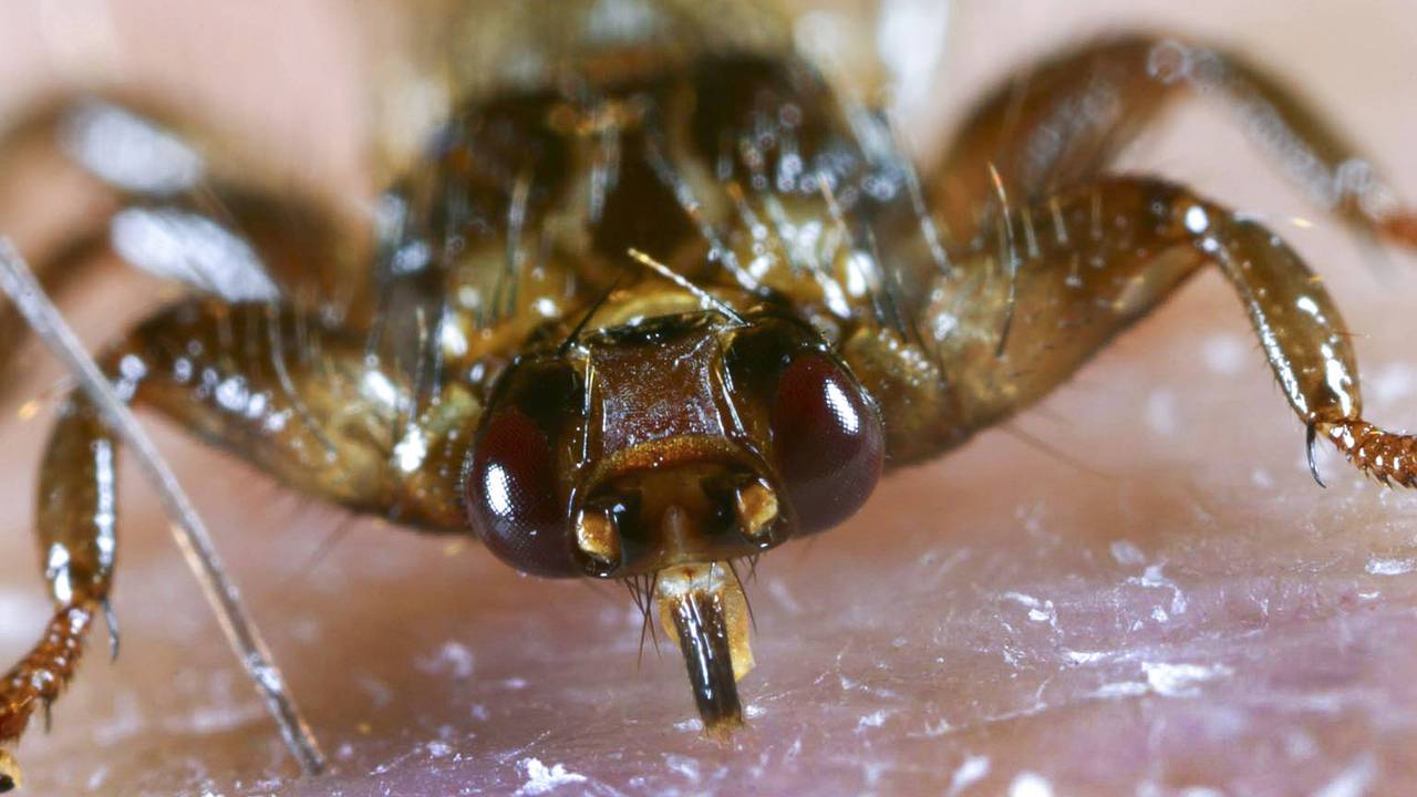 Die Hirschlausfliege während des Festbeißens in die menschliche Haut.