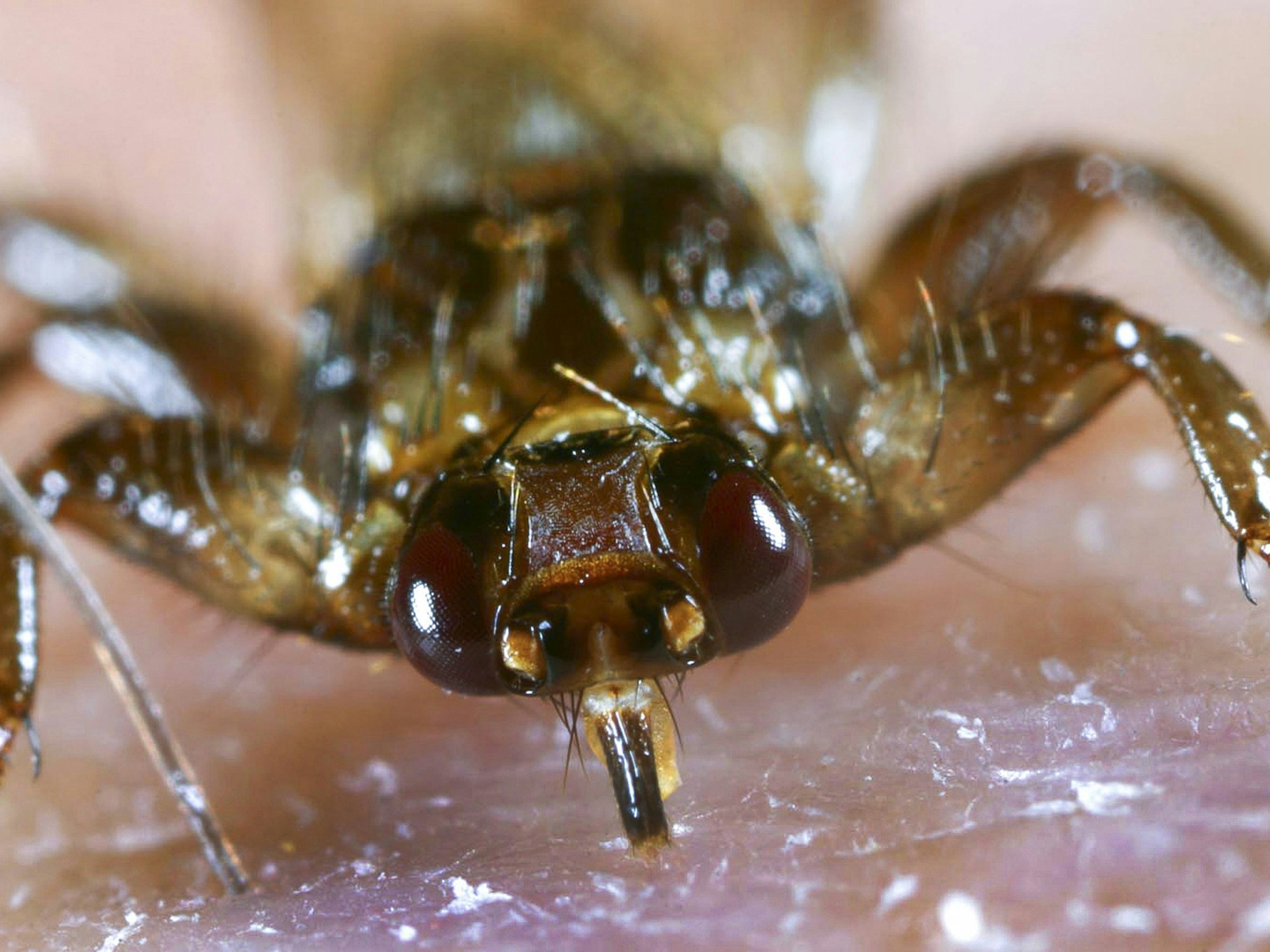 Die Hirschlausfliege während des Festbeißens in die menschliche Haut.