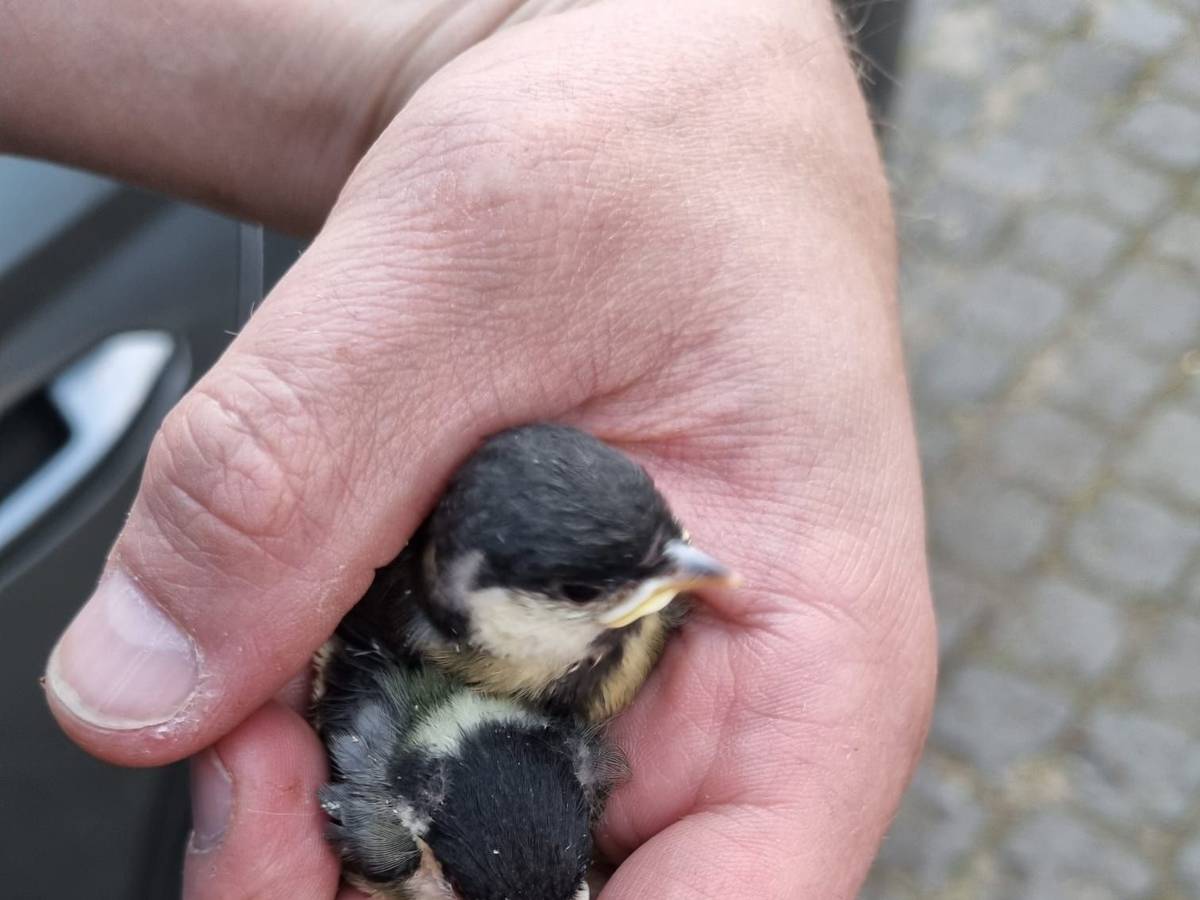 Zwei kleine Meisen befinden sich in der Hand einer Person.