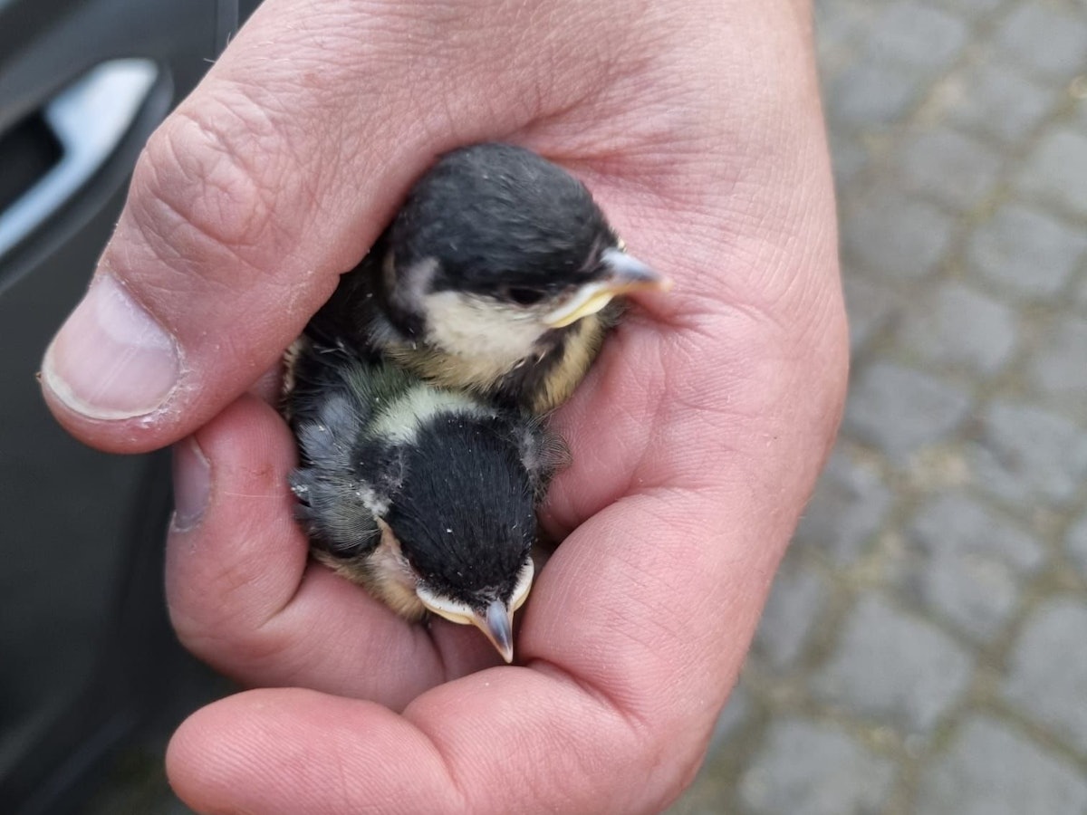 Zwei kleine Meisen befinden sich in der Hand einer Person.