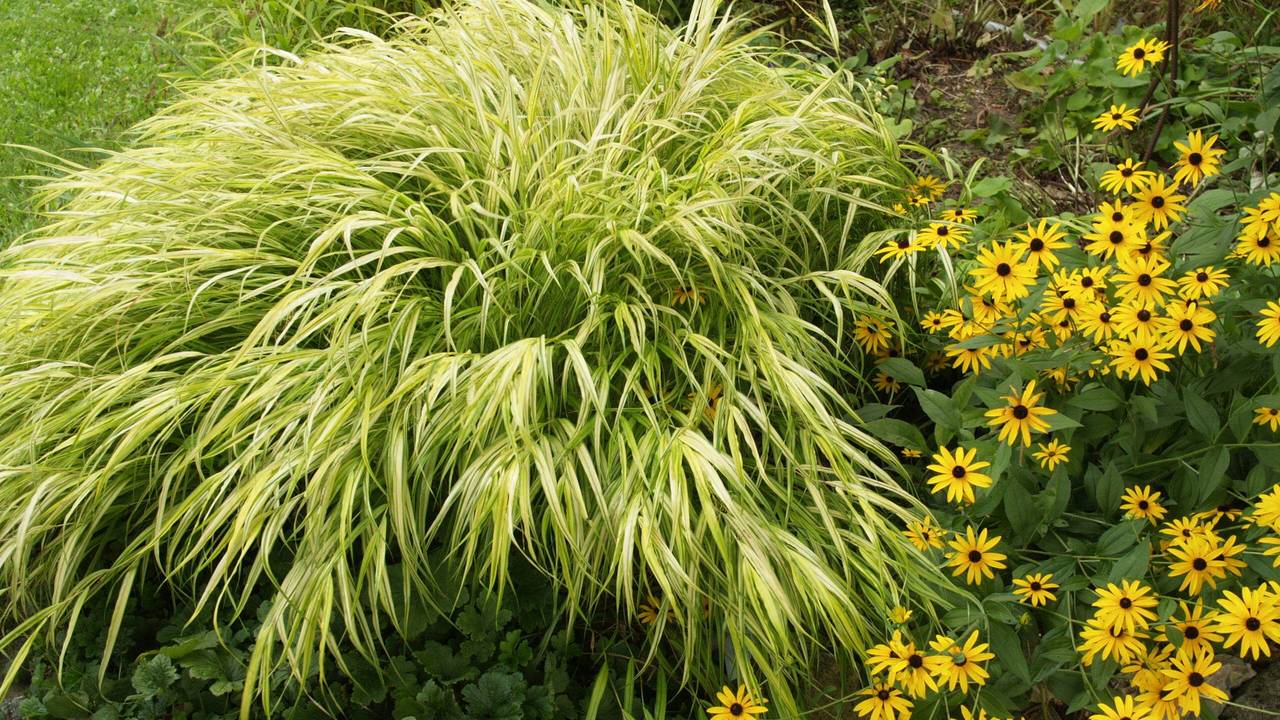 Japanisches Berggras in Kombination mit einer Rudbeckia