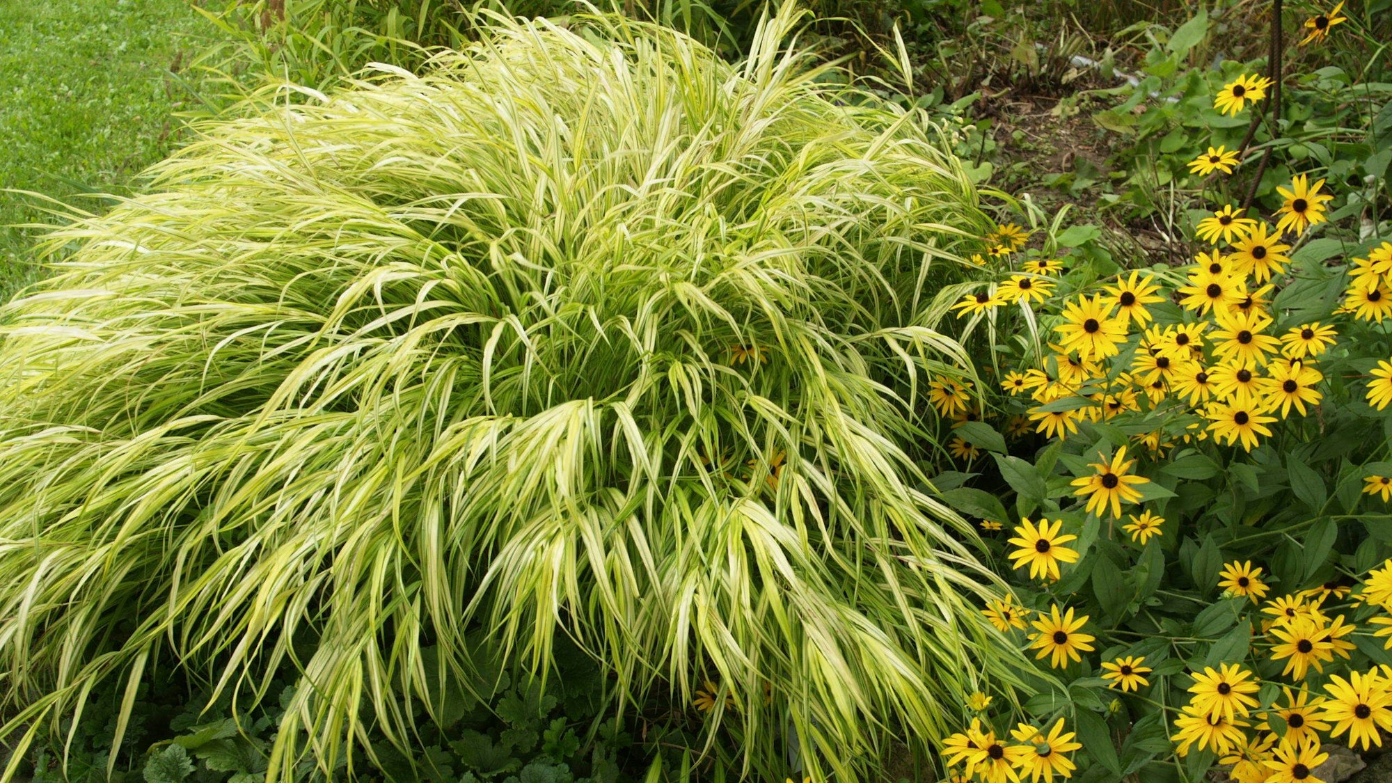 Japanisches Berggras in Kombination mit einer Rudbeckia