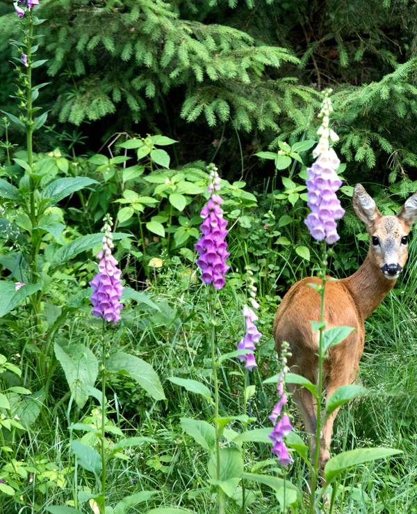 Schmalreh im Wald inmitten von Gras und Fingerhut