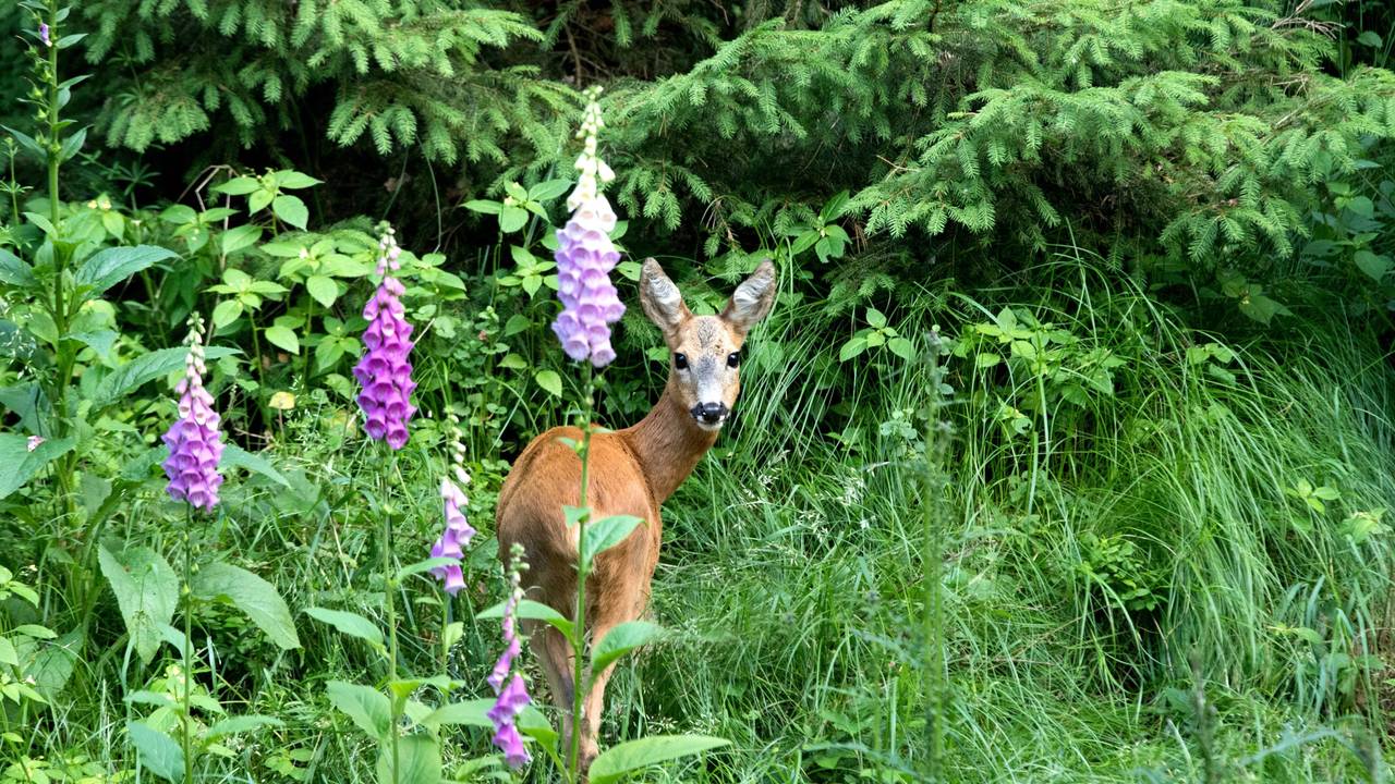 Schmalreh im Wald inmitten von Gras und Fingerhut