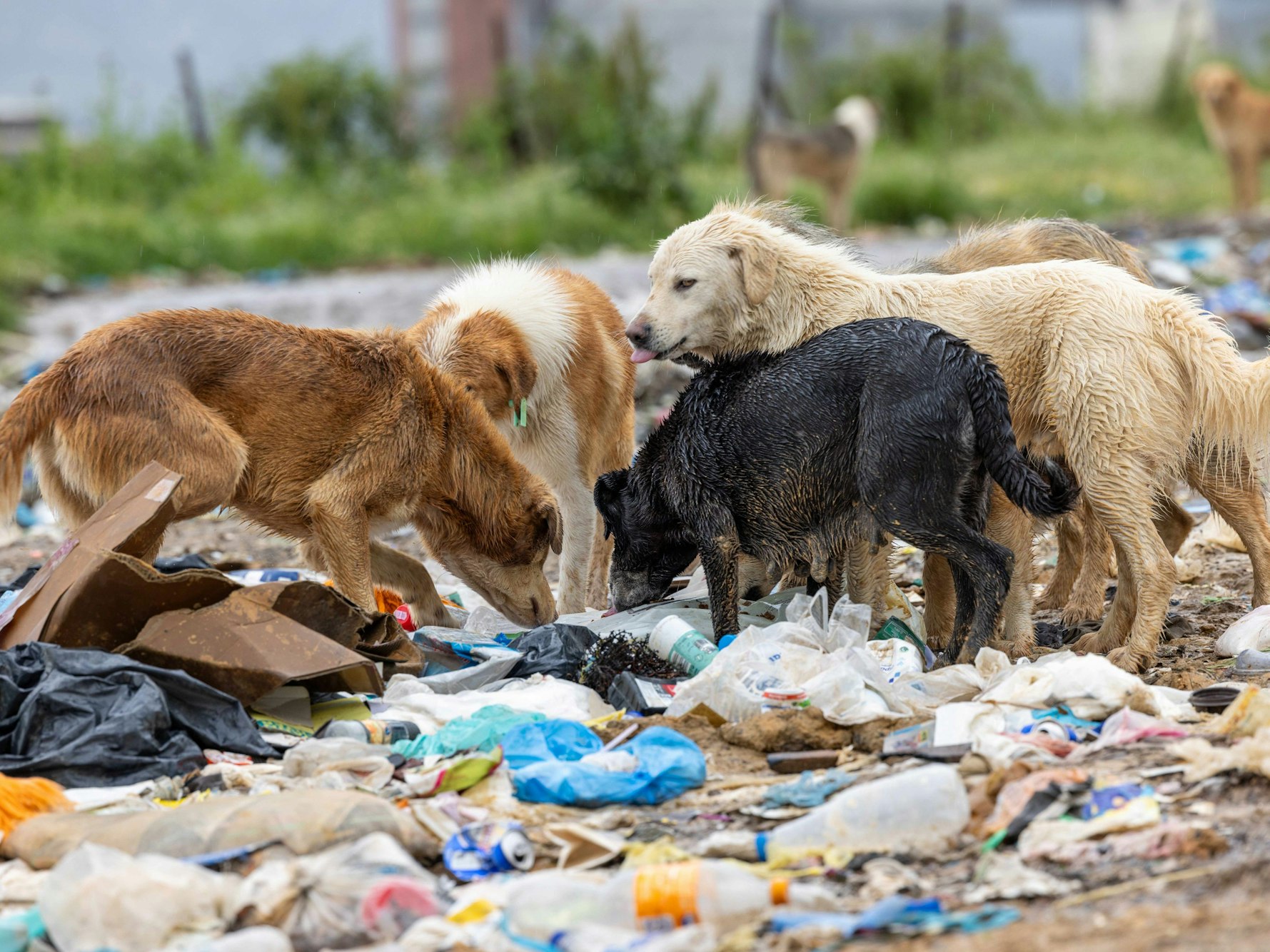 Straßenhunde suchen Futter in einer Mülldeponie.