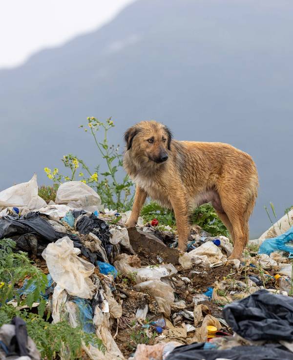 Ein Hund steht auf einem Müllberg.