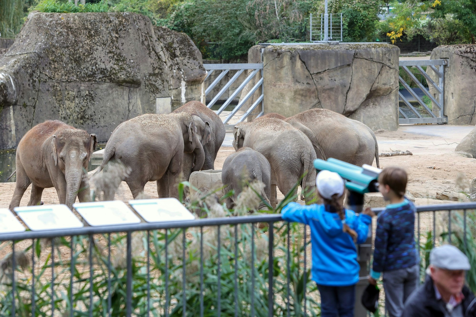 Kinder stehen im Kölner Zoo und blicken gebannt auf das Gehege der Elefanten.