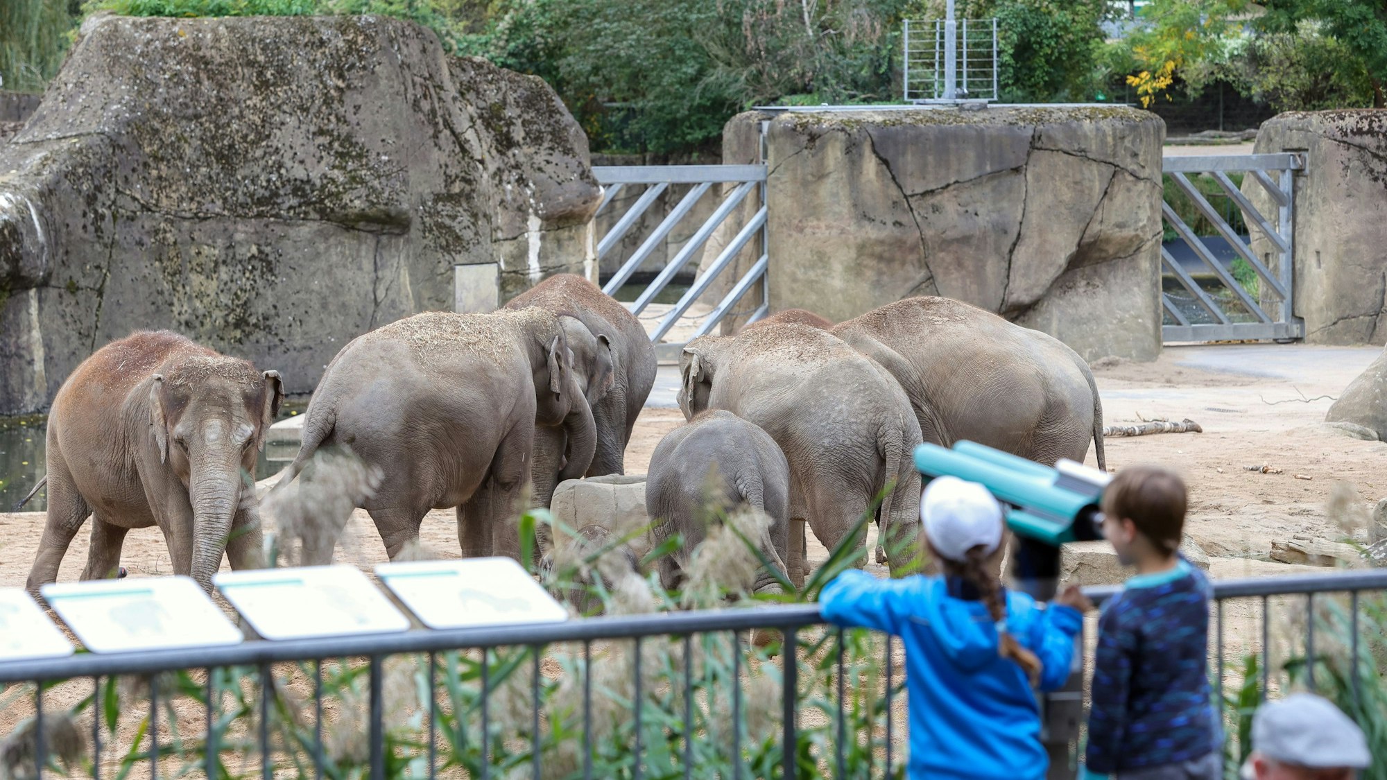 Kinder stehen im Kölner Zoo und blicken gebannt auf das Gehege der Elefanten.