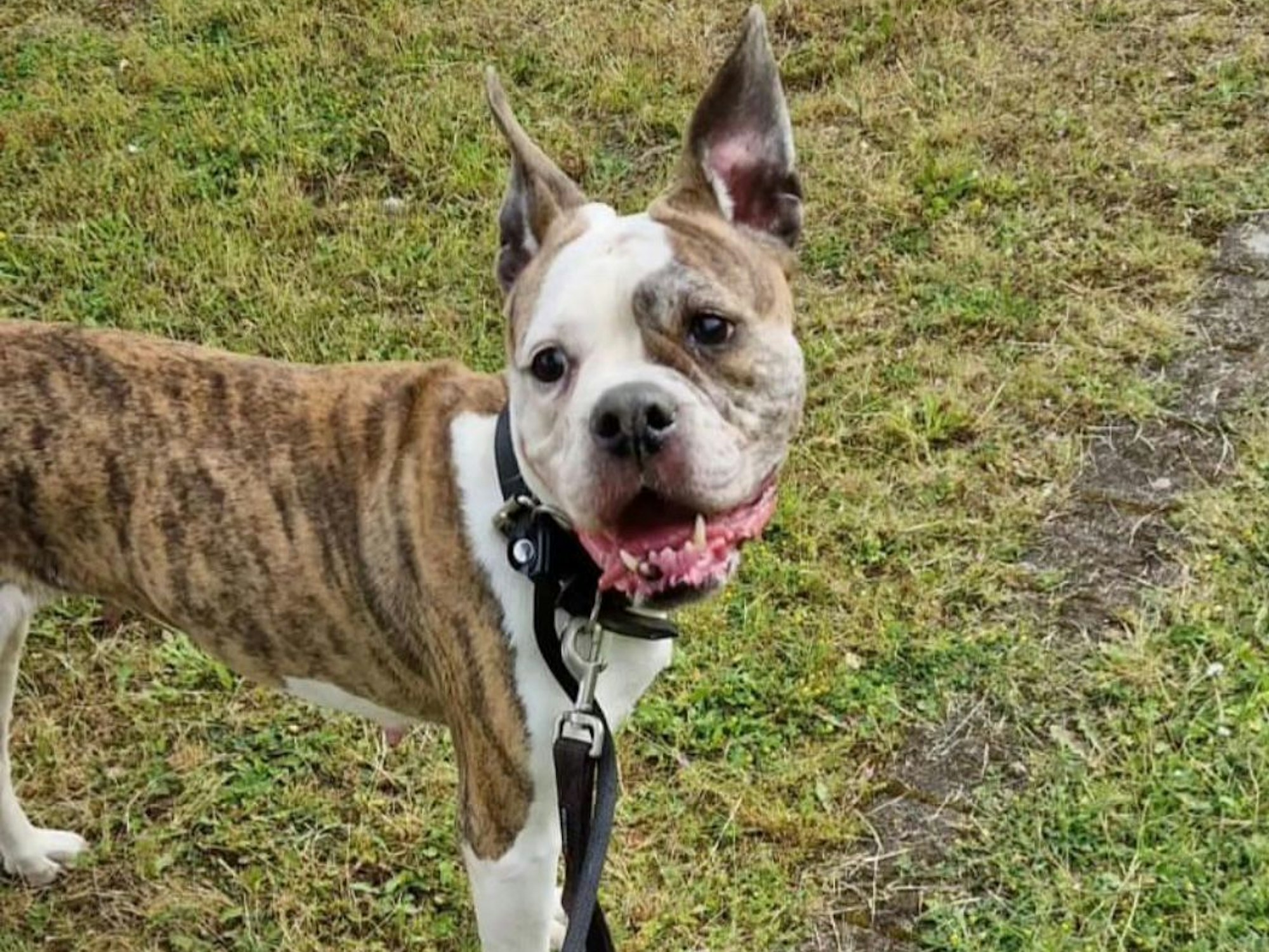 Eine Hündin steht auf dem Rasen.