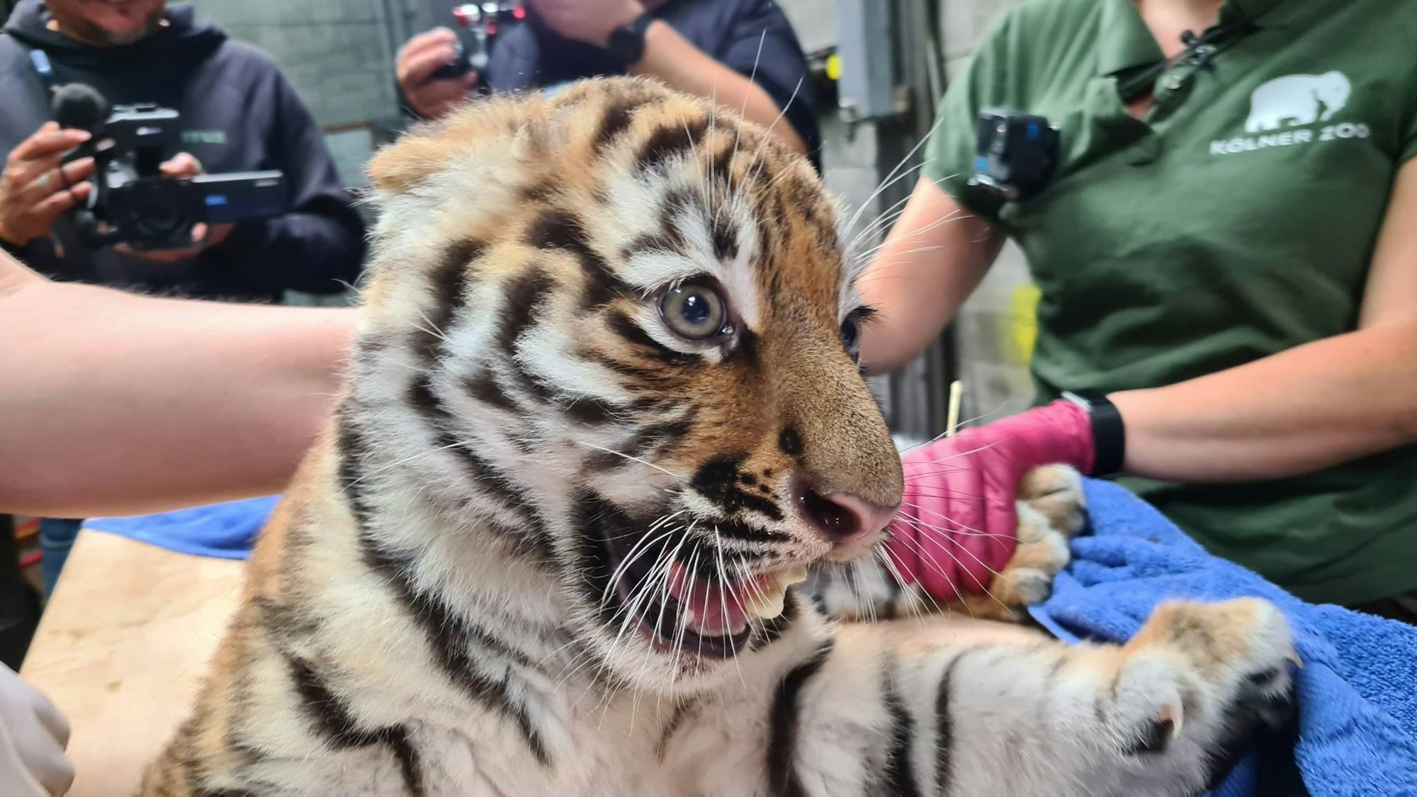 Ein junger Tiger inmitten eines Ärzteteams, die eine Impfung durchführen.