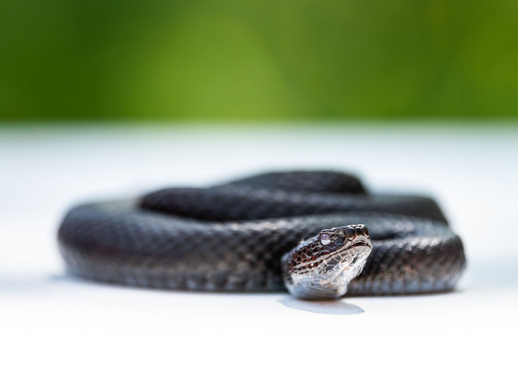 Fachleute haben in der Gemeinde Lindberg mehrere Exemplare der vom Aussterben bedrohten Kreuzotter gefunden. In unserem Archivbild (2022) liegt eine eingefangene Kreuzotter auf einem Tisch.
