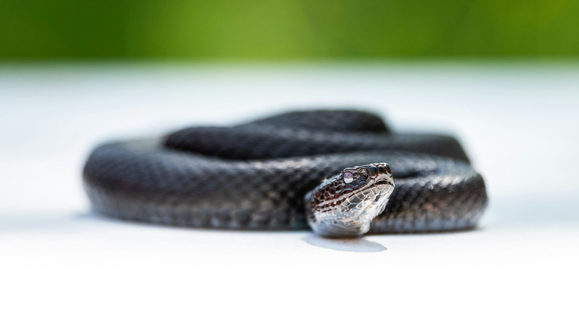Fachleute haben in der Gemeinde Lindberg mehrere Exemplare der vom Aussterben bedrohten Kreuzotter gefunden. In unserem Archivbild (2022) liegt eine eingefangene Kreuzotter auf einem Tisch.
