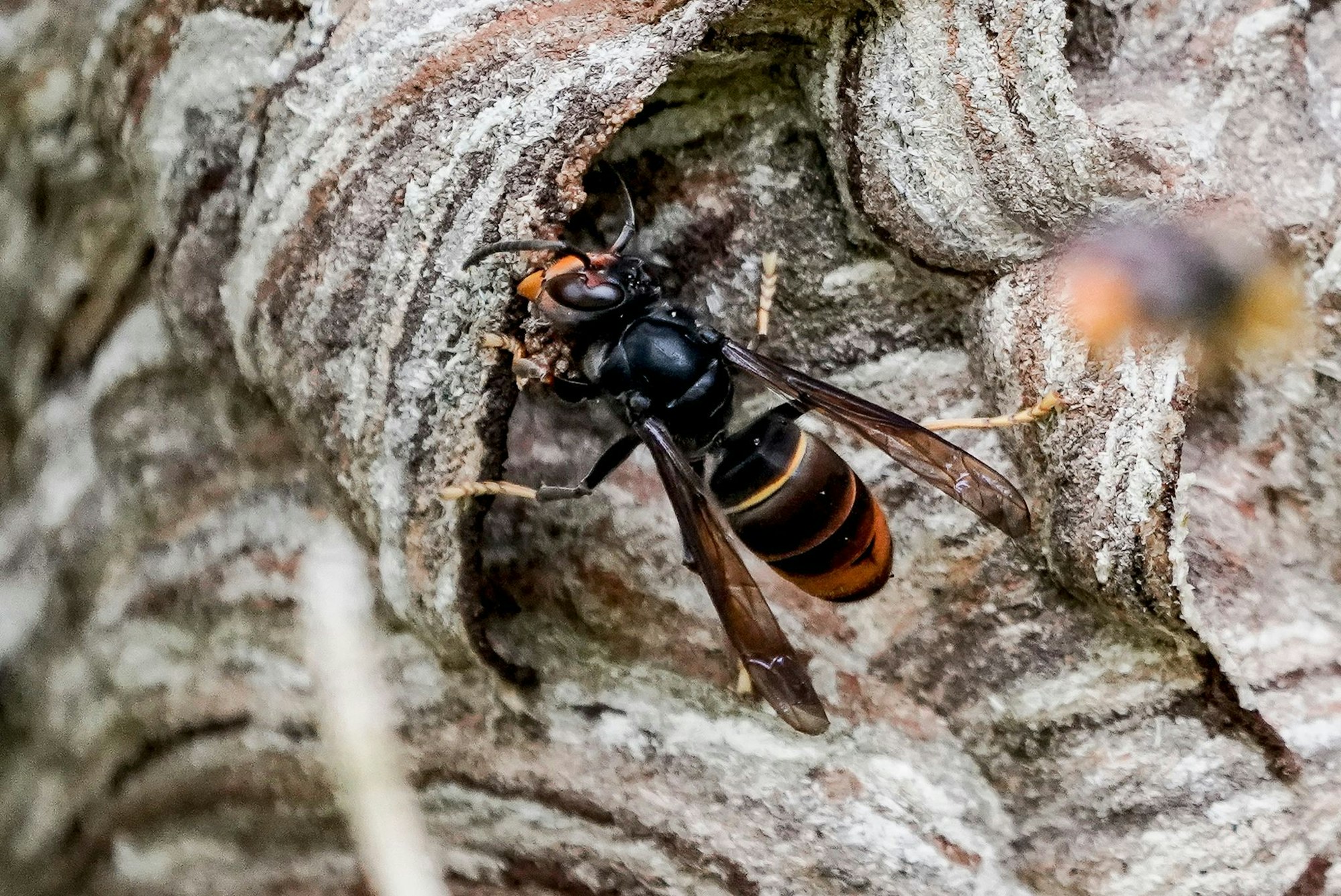 Die Asiatische Hornisse bedroht unsere heimischen Bienen.