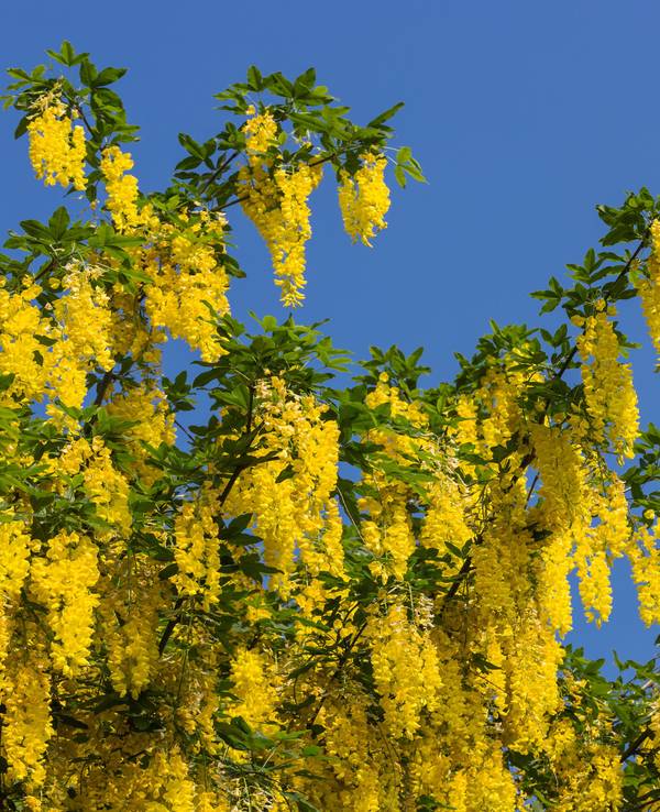 Ein Goldregen-Baum blüht.
