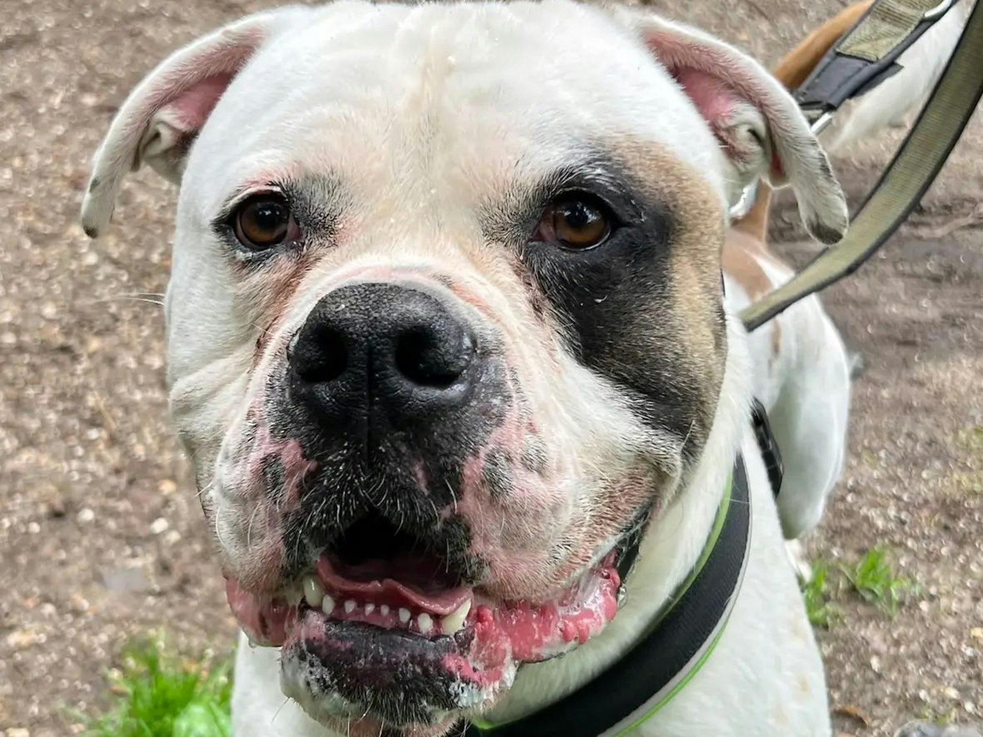 Die amerikanische Bulldogge „Bernie“ ist angeleint und wird von vorne fotografiert.