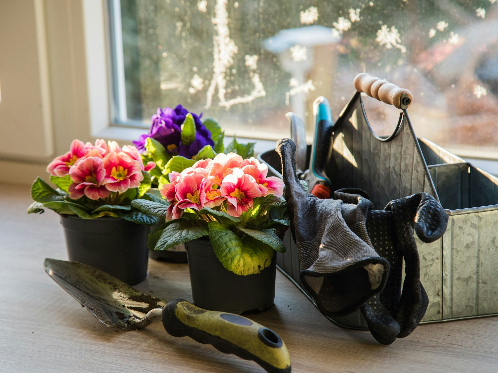 Sie ist ein Klassiker unter den Frühjahrsboten: die Primel. (zu dpa: «Fünf Tipps für einen bunten Start ins Frühjahr»)