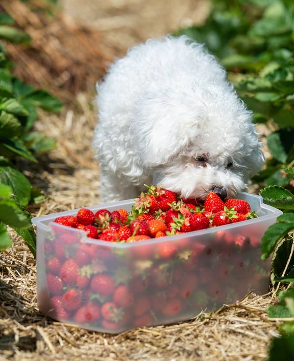 Teddi, ein Bichon Frisé Hund, nascht auf einem Feld zum selberpflücken Erdbeeren.