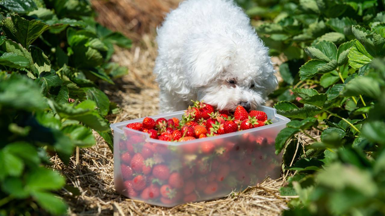 Teddi, ein Bichon Frisé Hund, nascht auf einem Feld zum selberpflücken Erdbeeren.